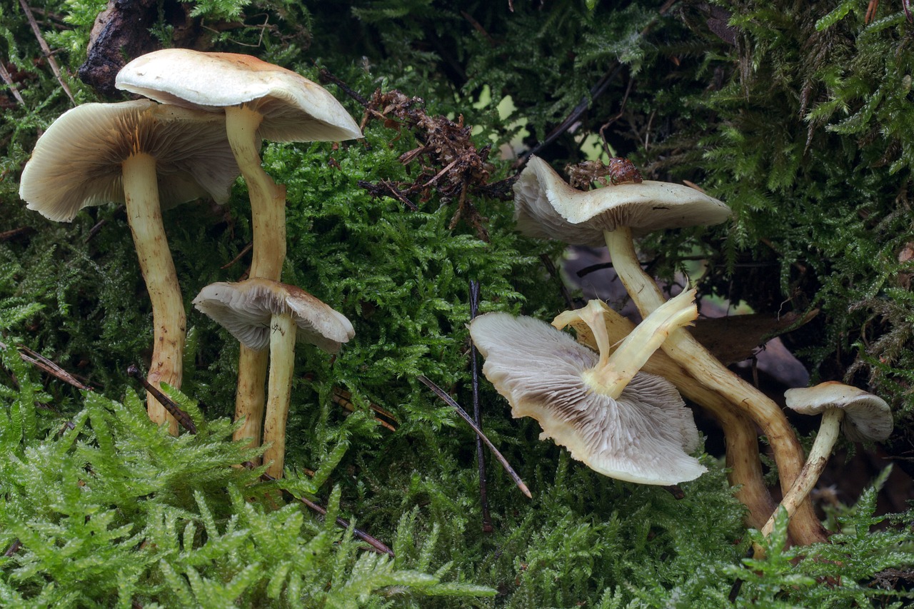 autumn forest mushrooms free photo