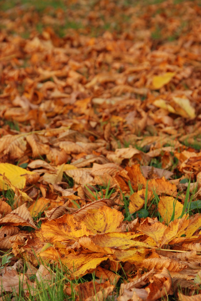 autumn sheet leaves free photo