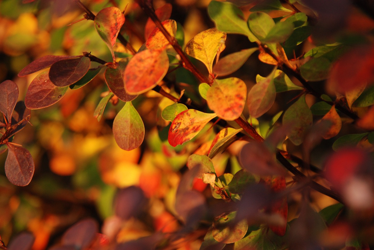 autumn sheet leaves free photo