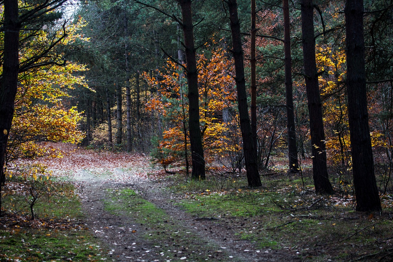 autumn autumn mood autumn forest free photo