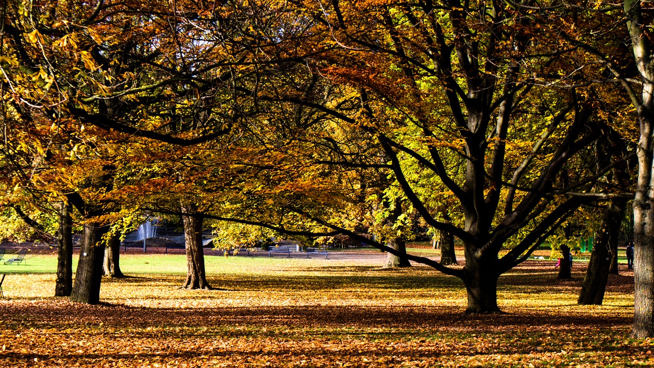 autumn autumn mood autumn forest free photo