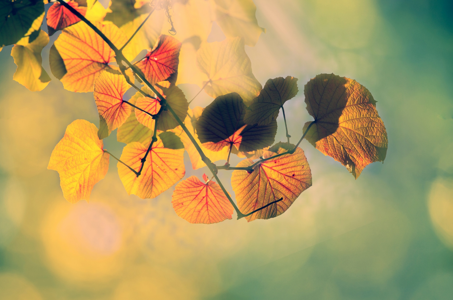 autumn leaf leaves free photo