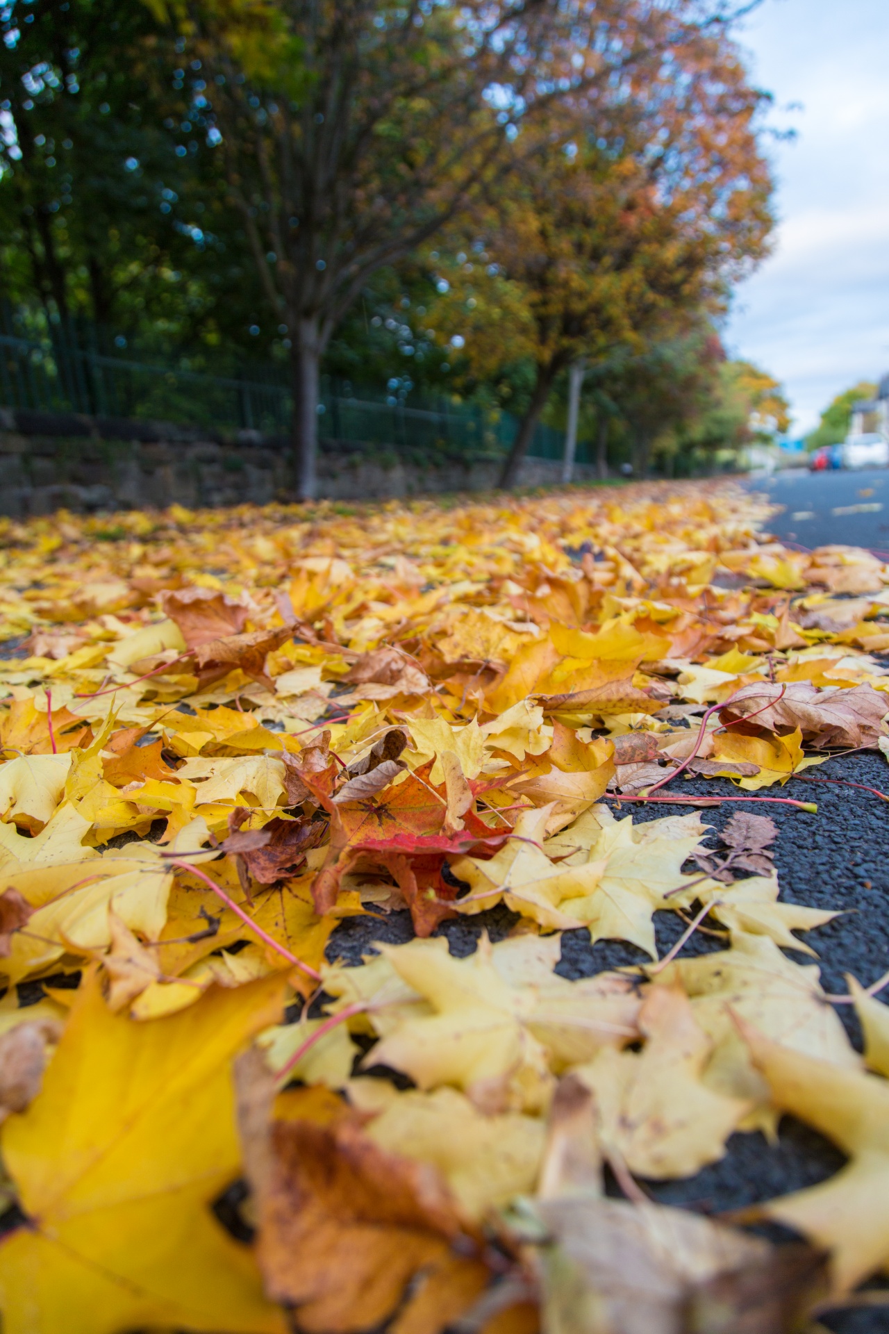 autumn green leaf free photo