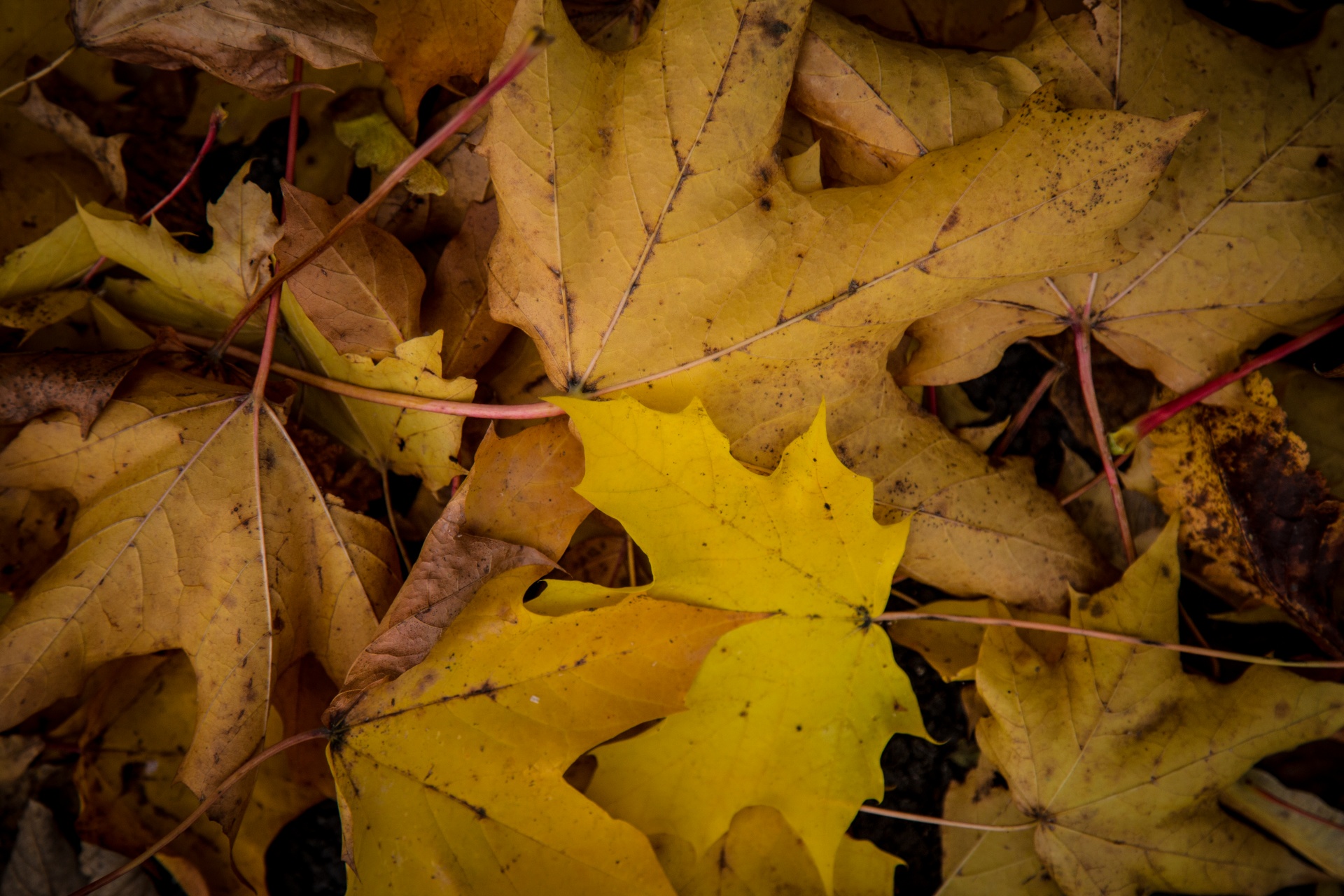 autumn green leaf free photo