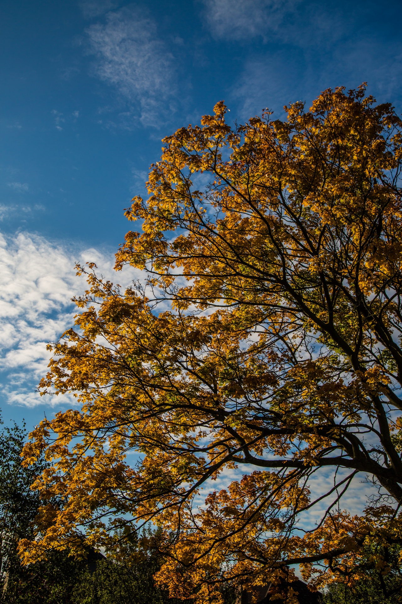 autumn green leaf free photo