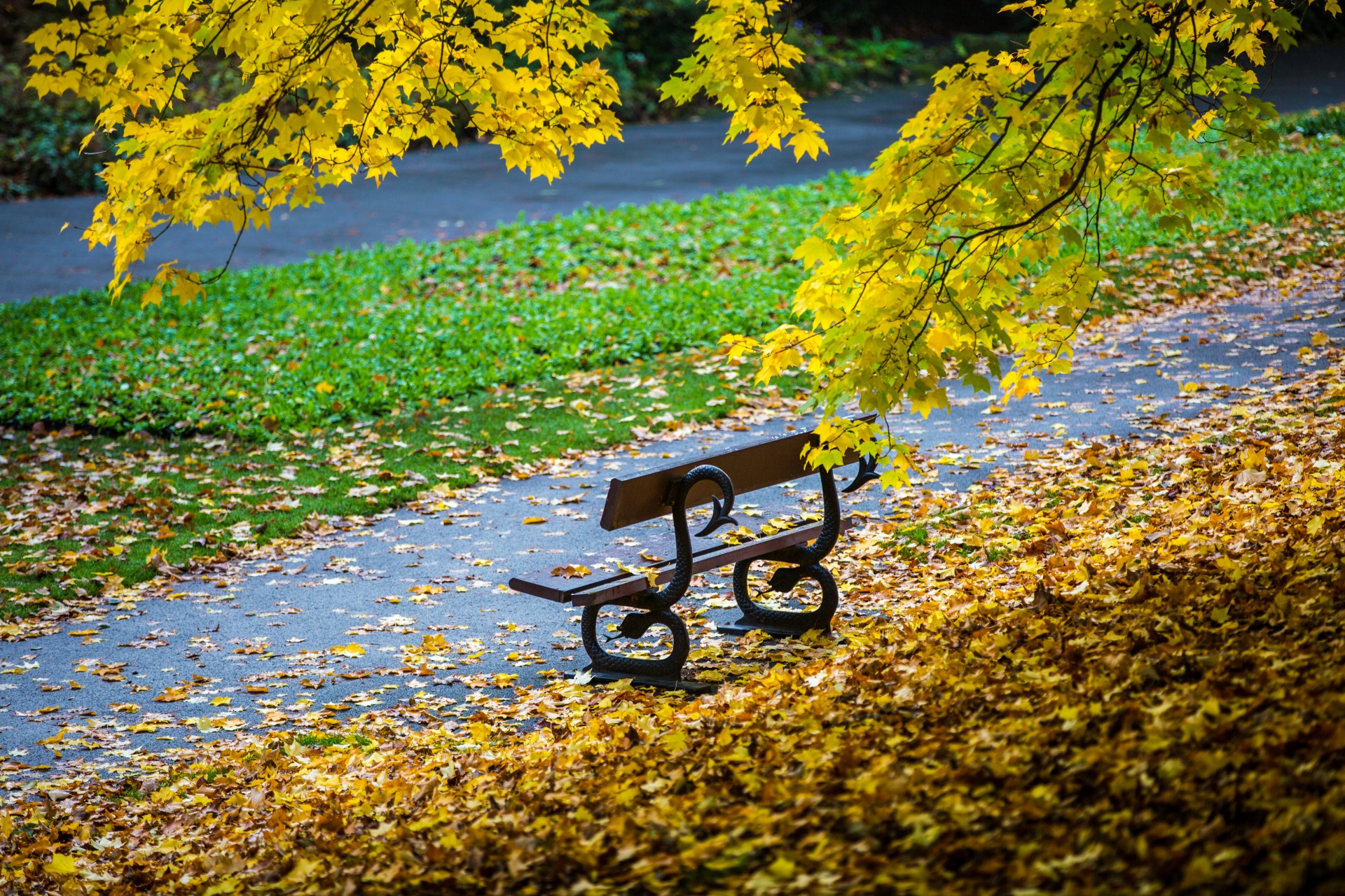 autumn leaf leaves free photo