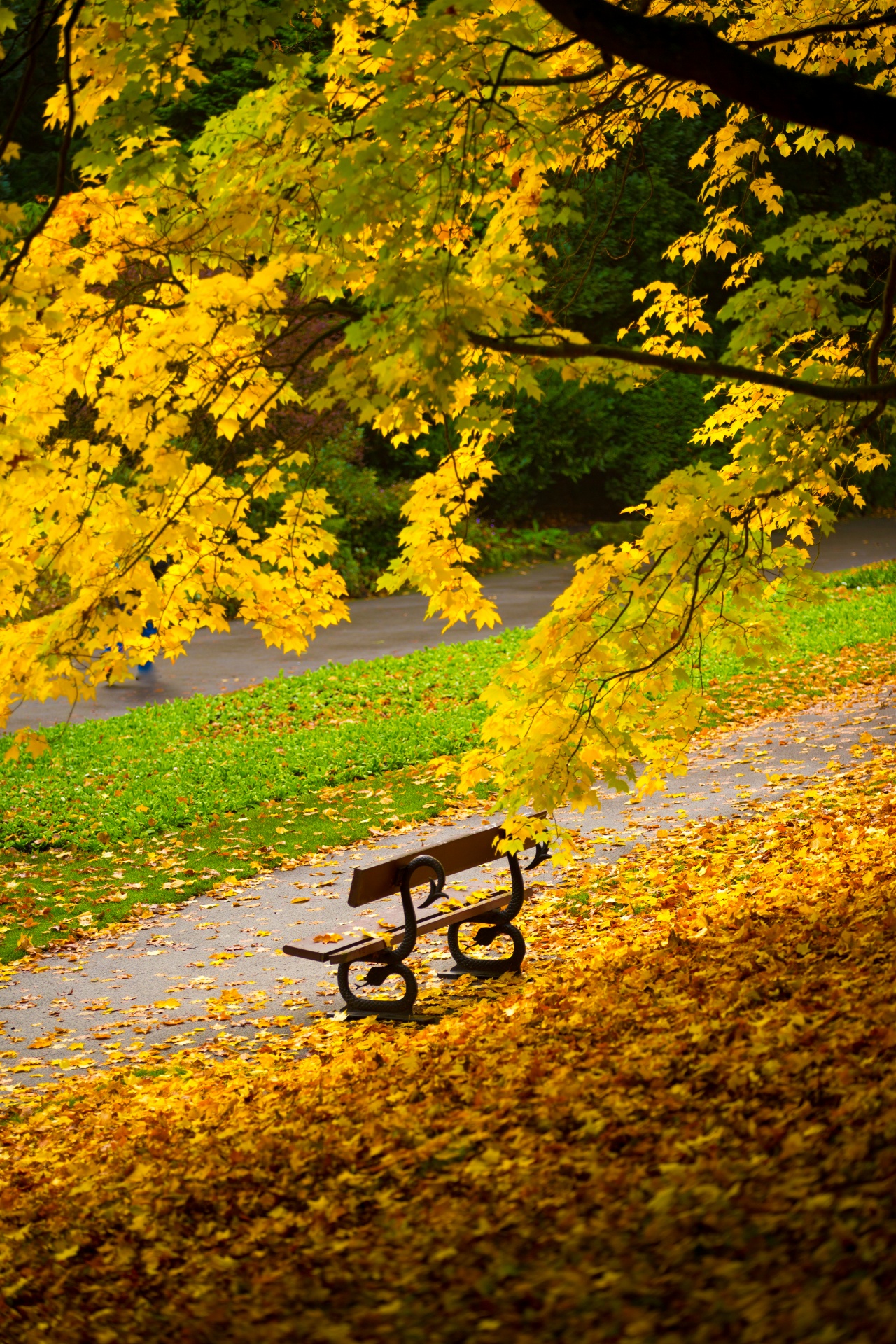 autumn green leaf free photo