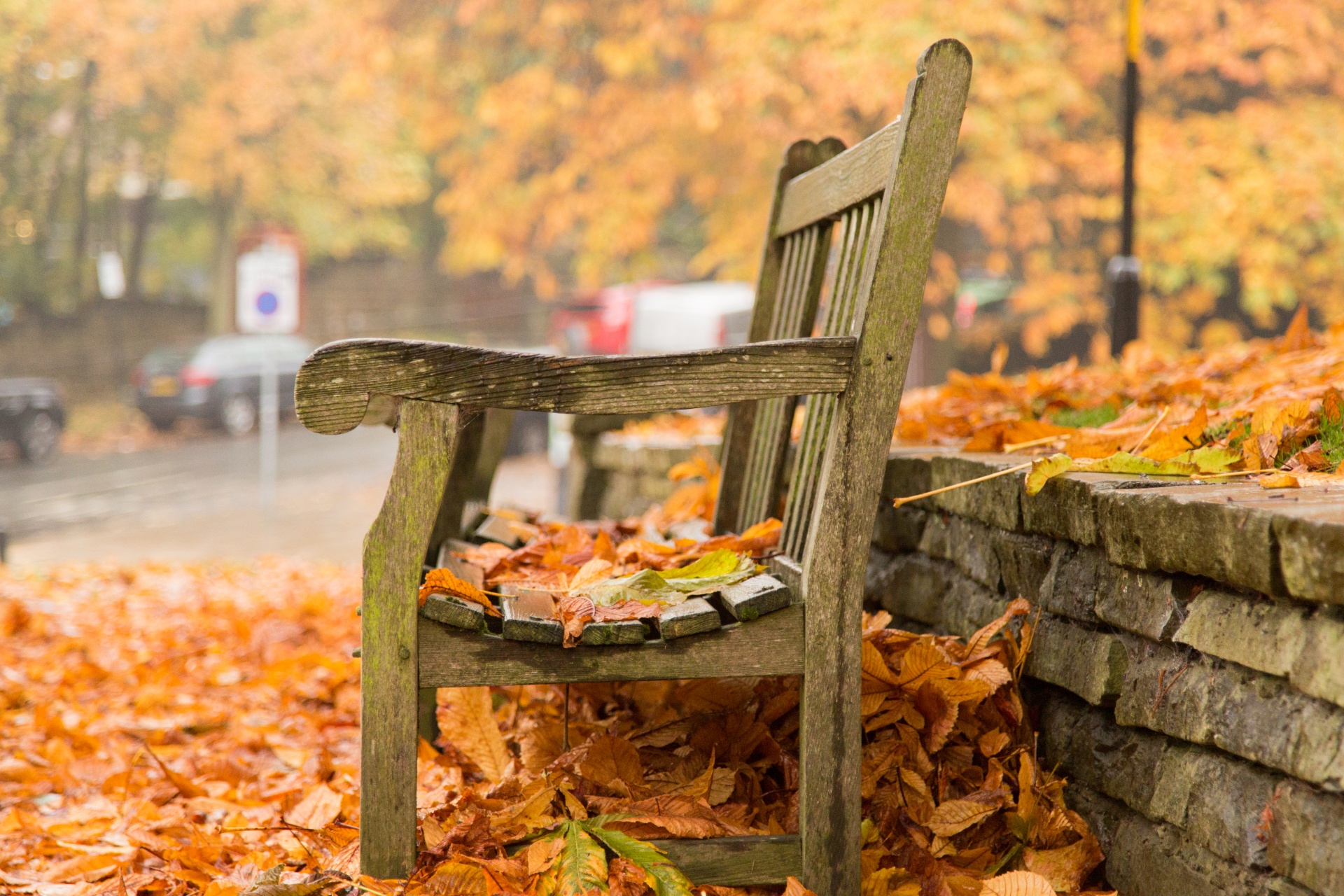 autumn leaf leaves free photo