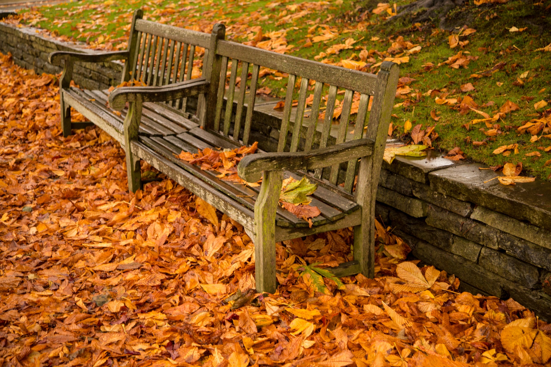 autumn green leaf free photo