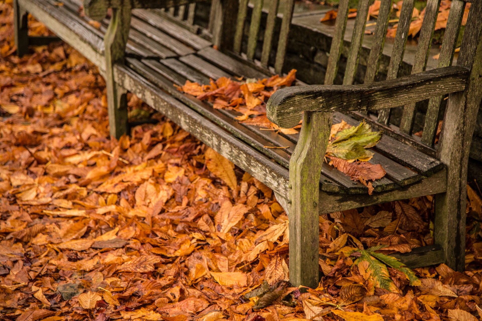 autumn leaf leaves free photo