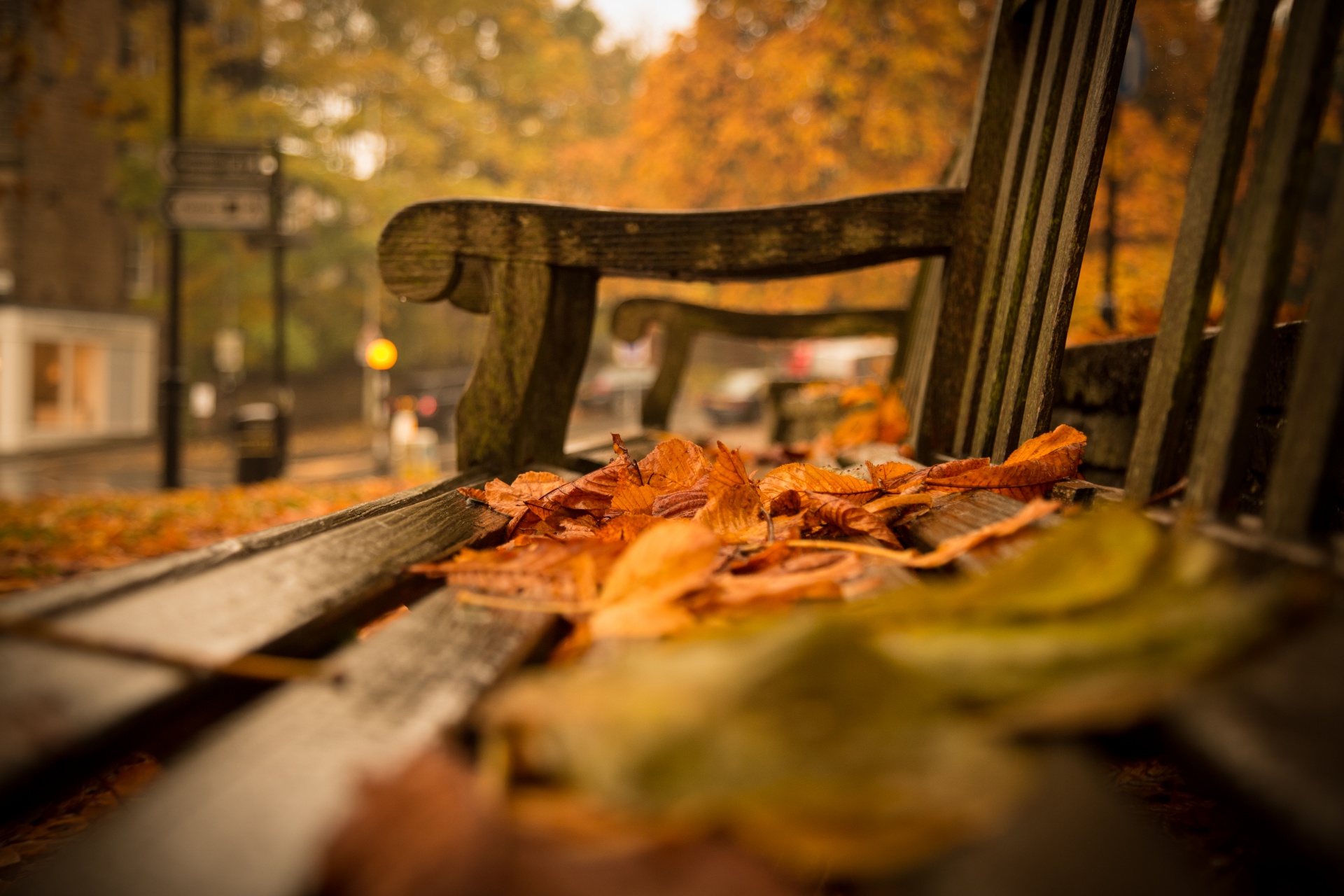 autumn leaf leaves free photo