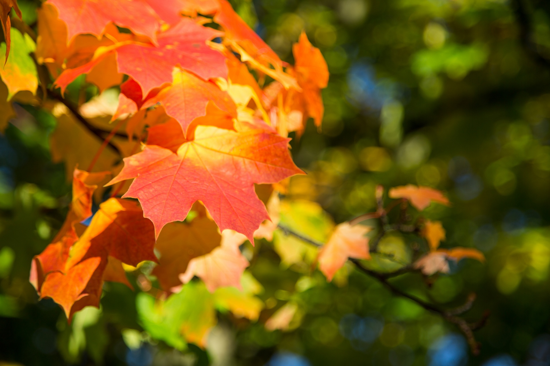 autumn green leaf free photo