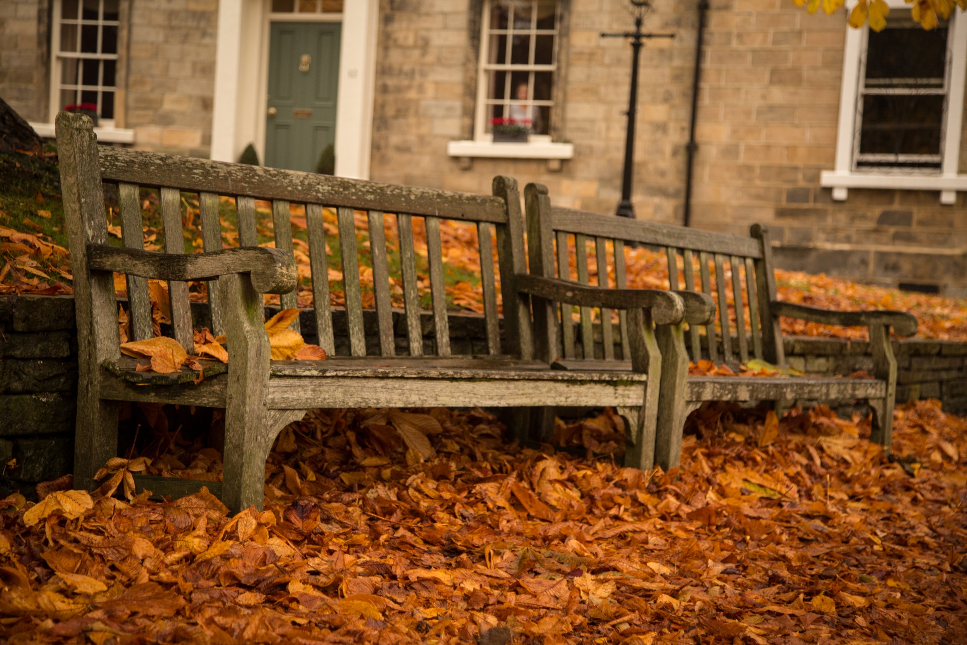 autumn green leaf free photo