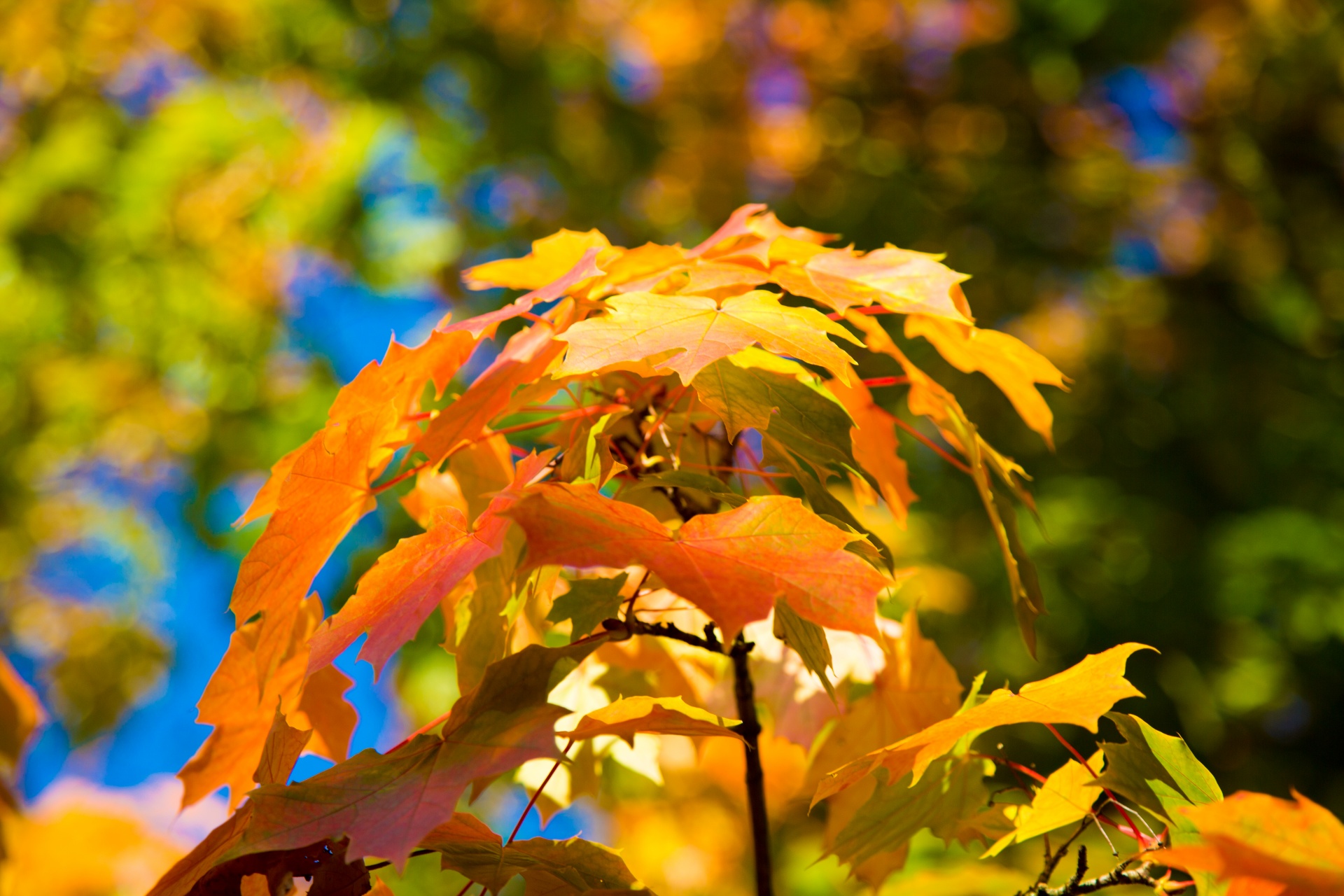 autumn green leaf free photo