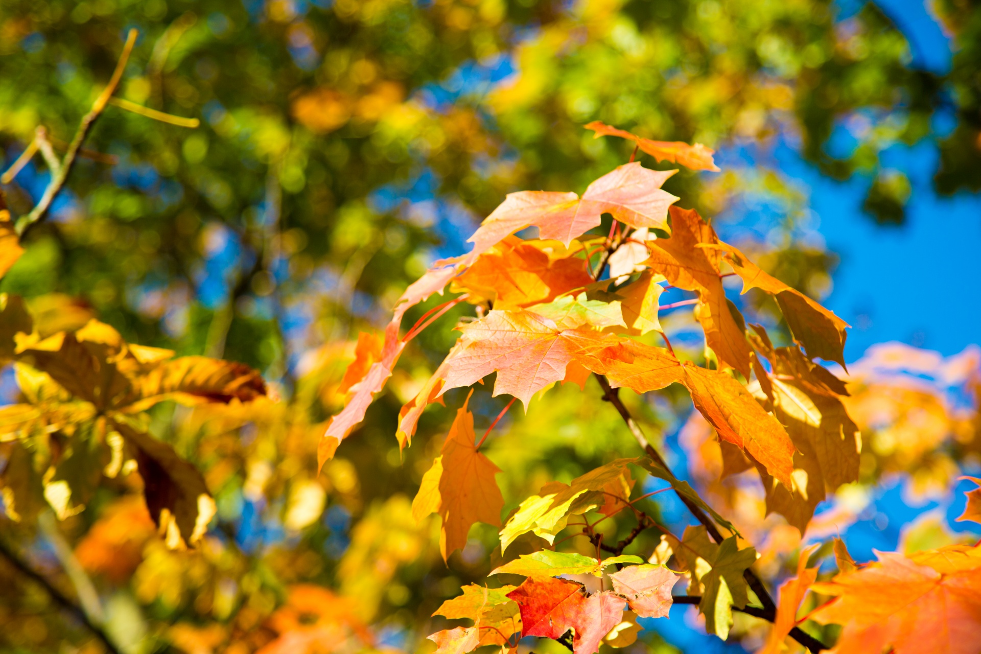 autumn green leaf free photo