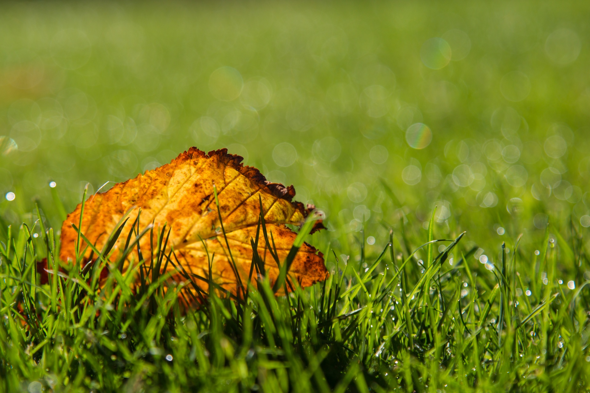 autumn green leaf free photo