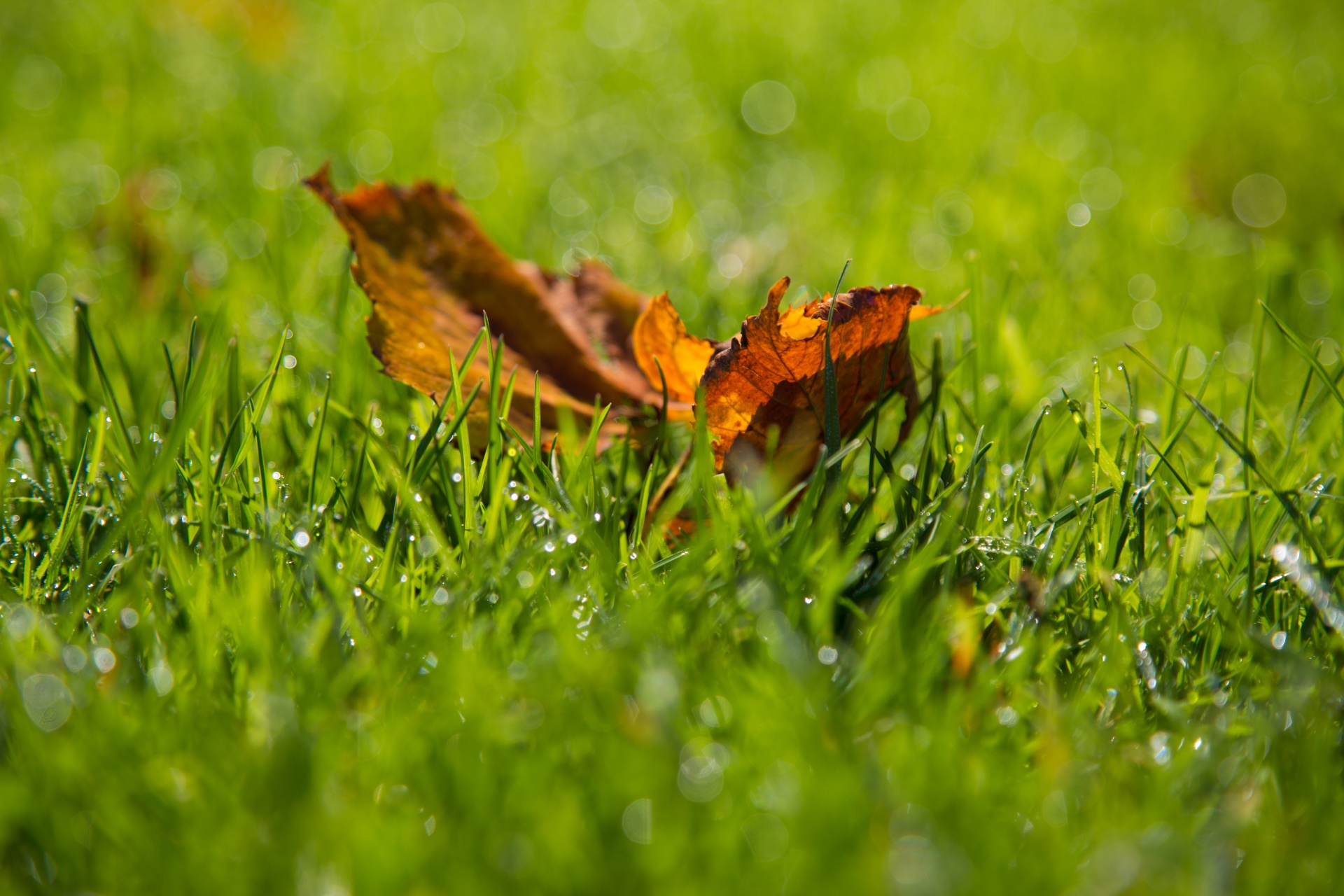 autumn green leaf free photo