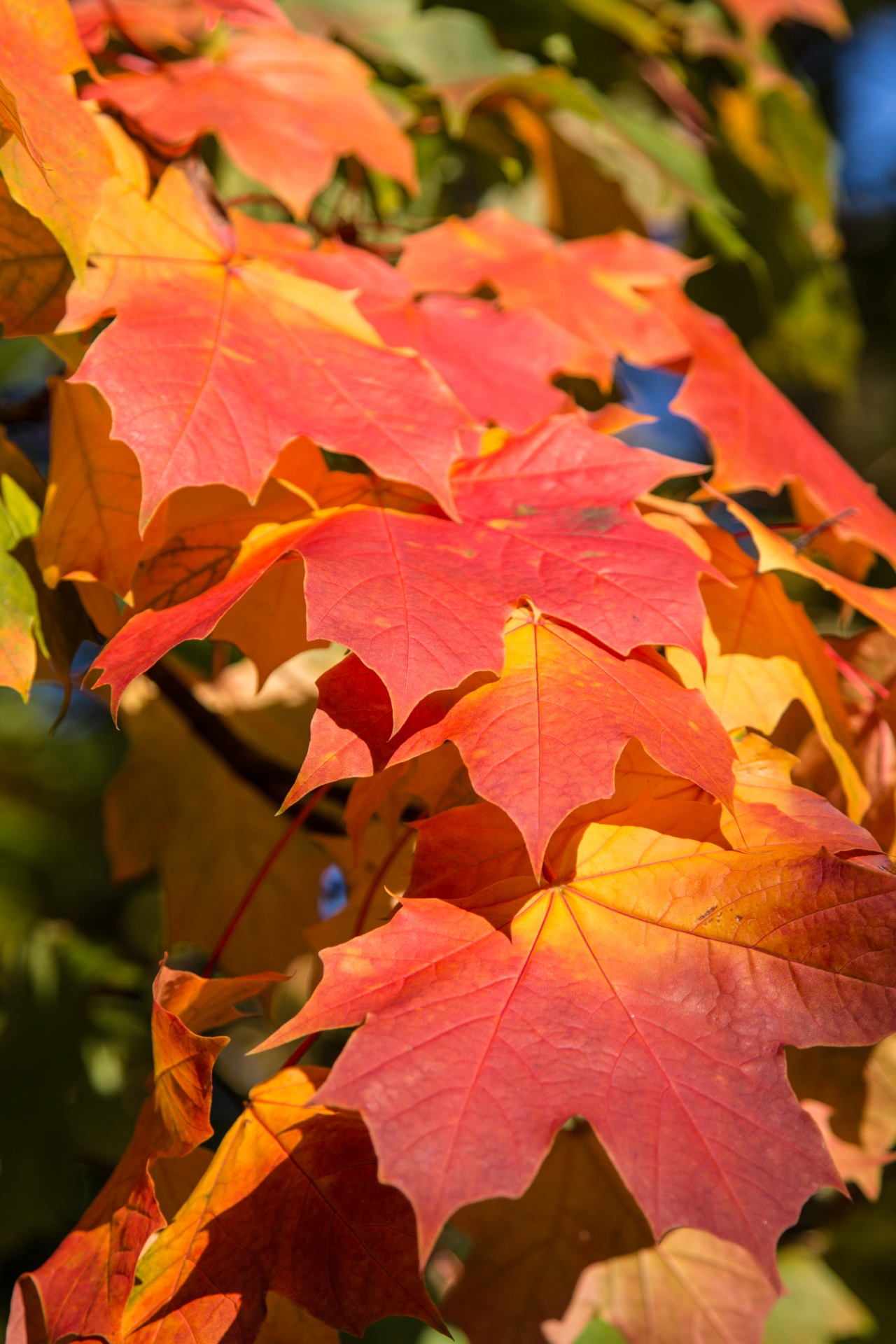 autumn green leaf free photo