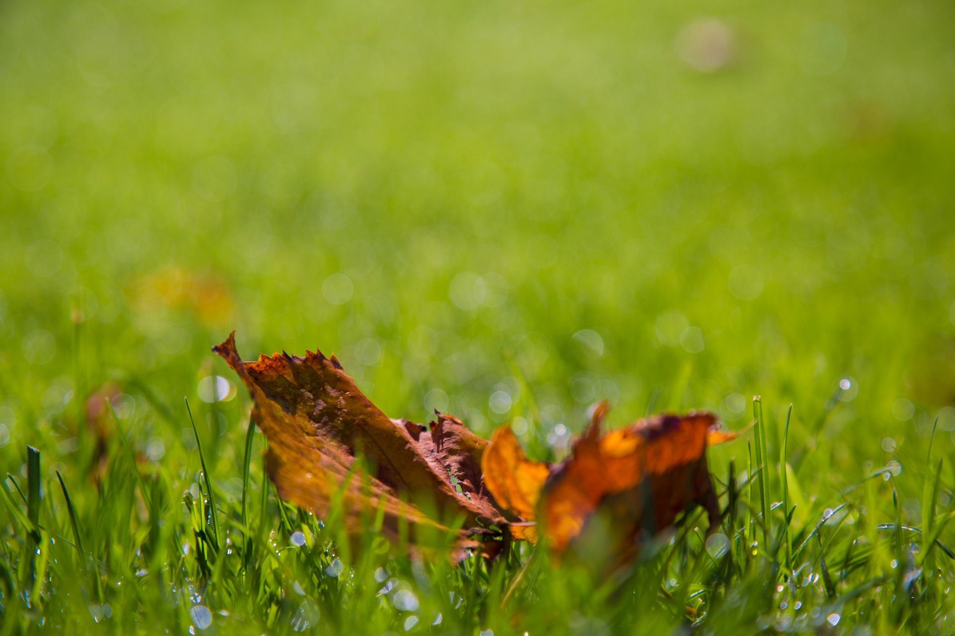 autumn green leaf free photo