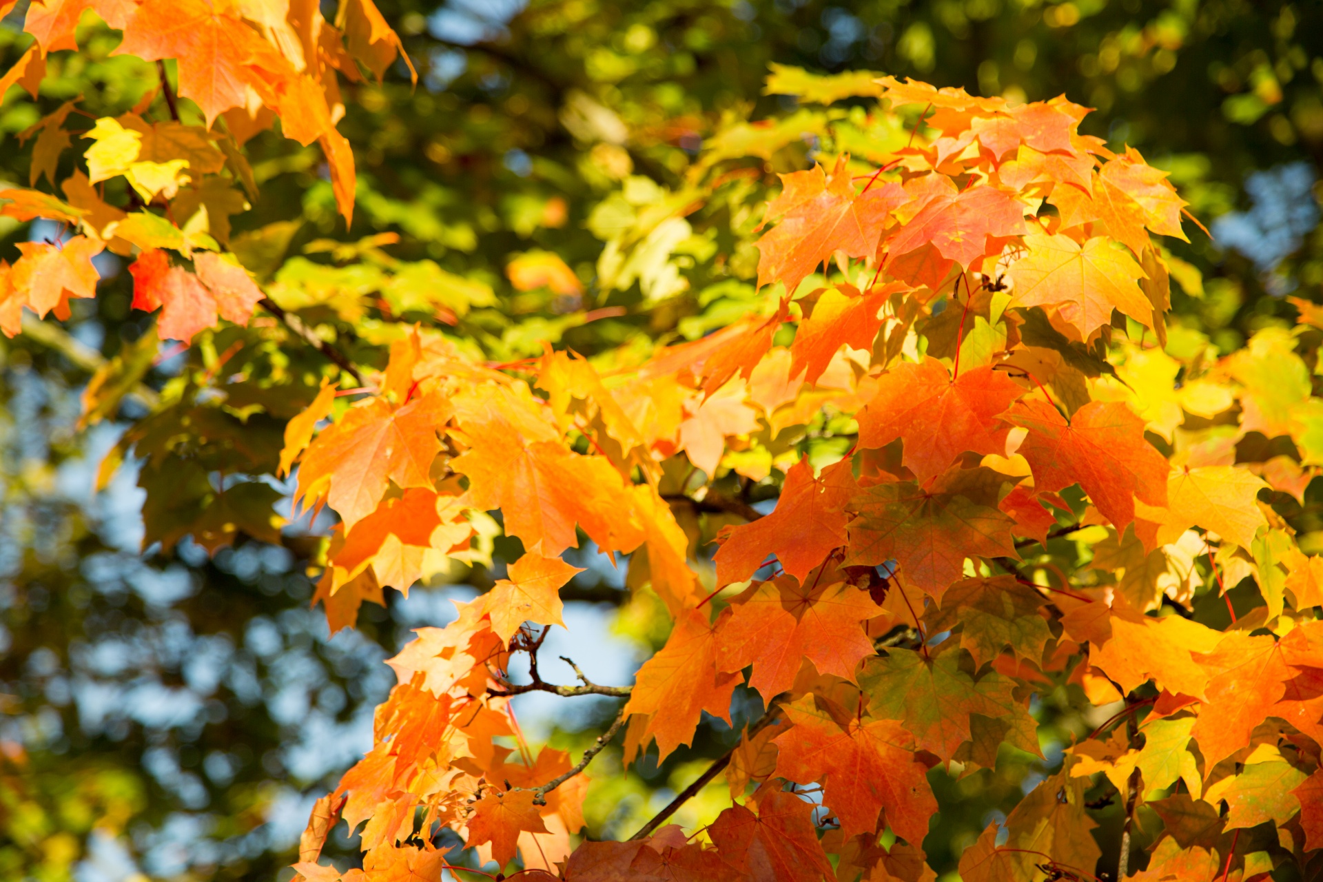 autumn green leaf free photo