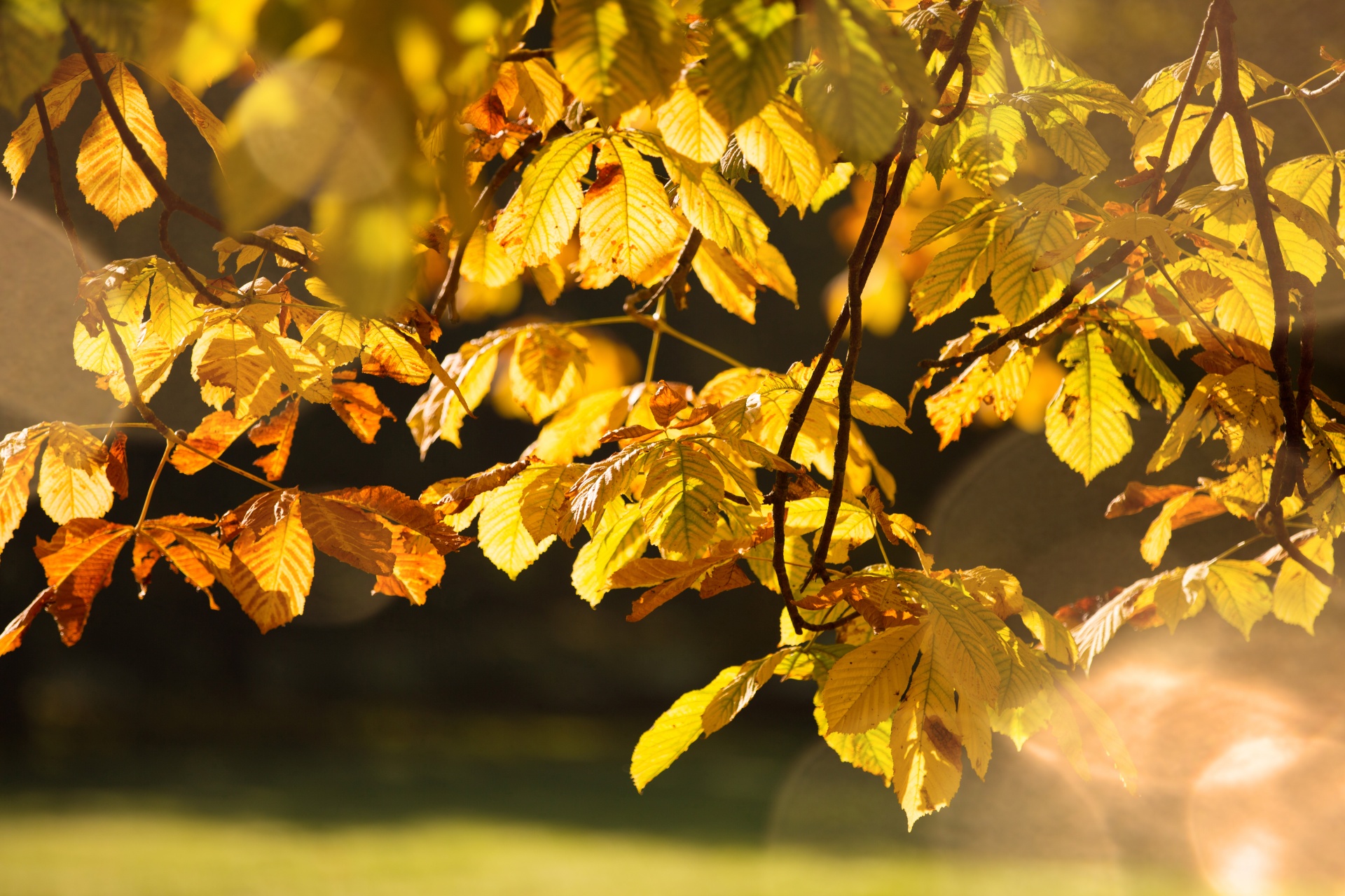 autumn leaf leaves free photo