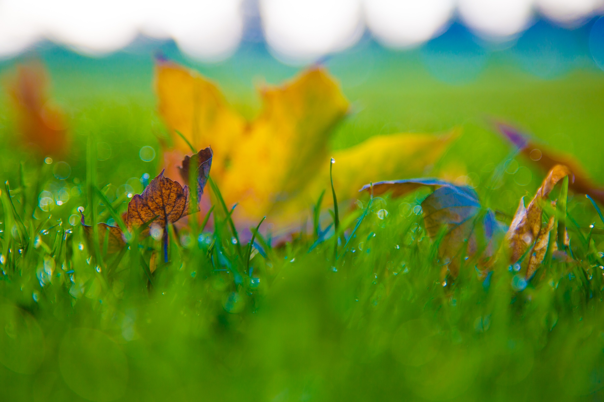 autumn green leaf free photo