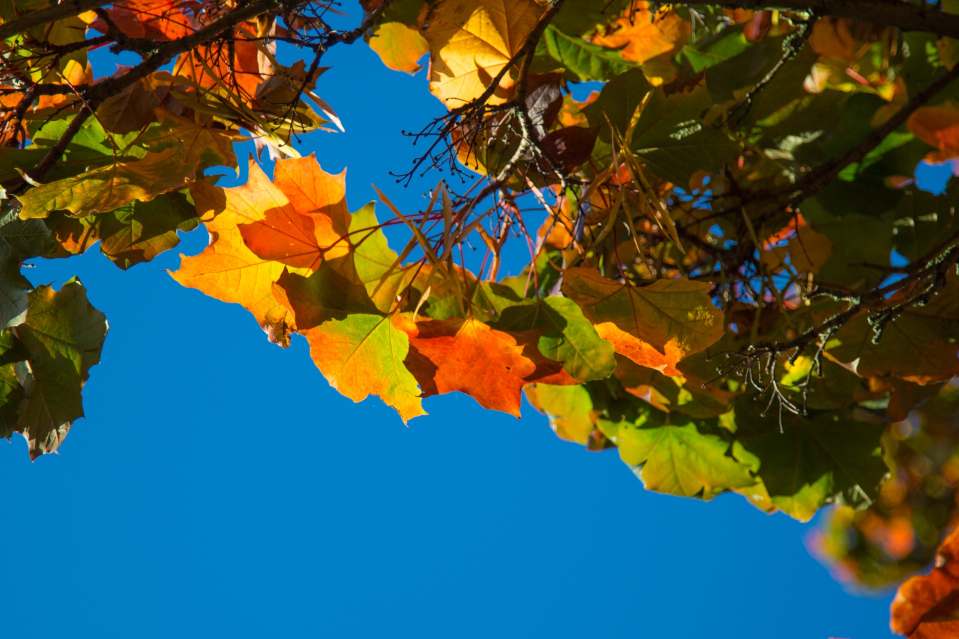 autumn leaf leaves free photo