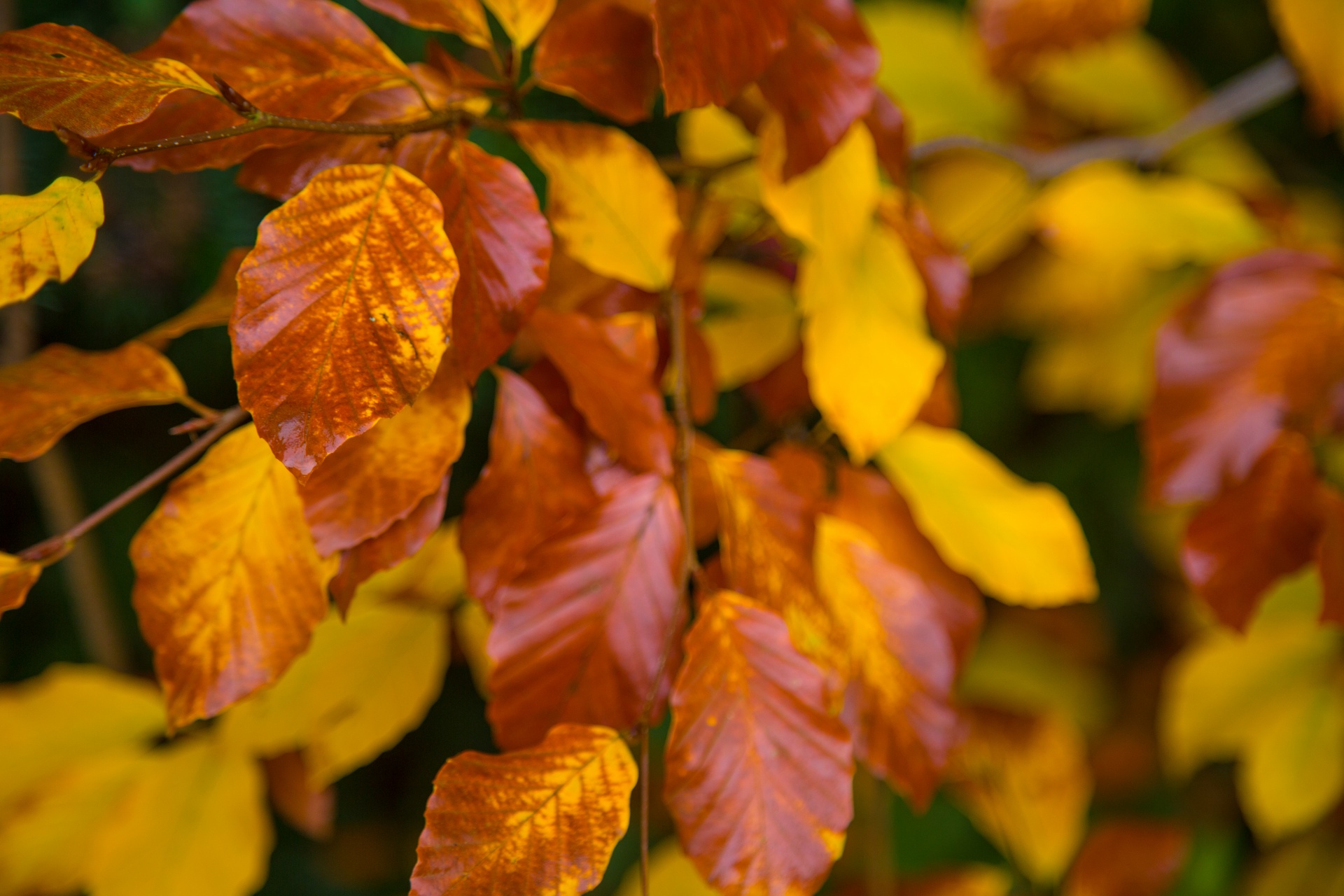 autumn green leaf free photo