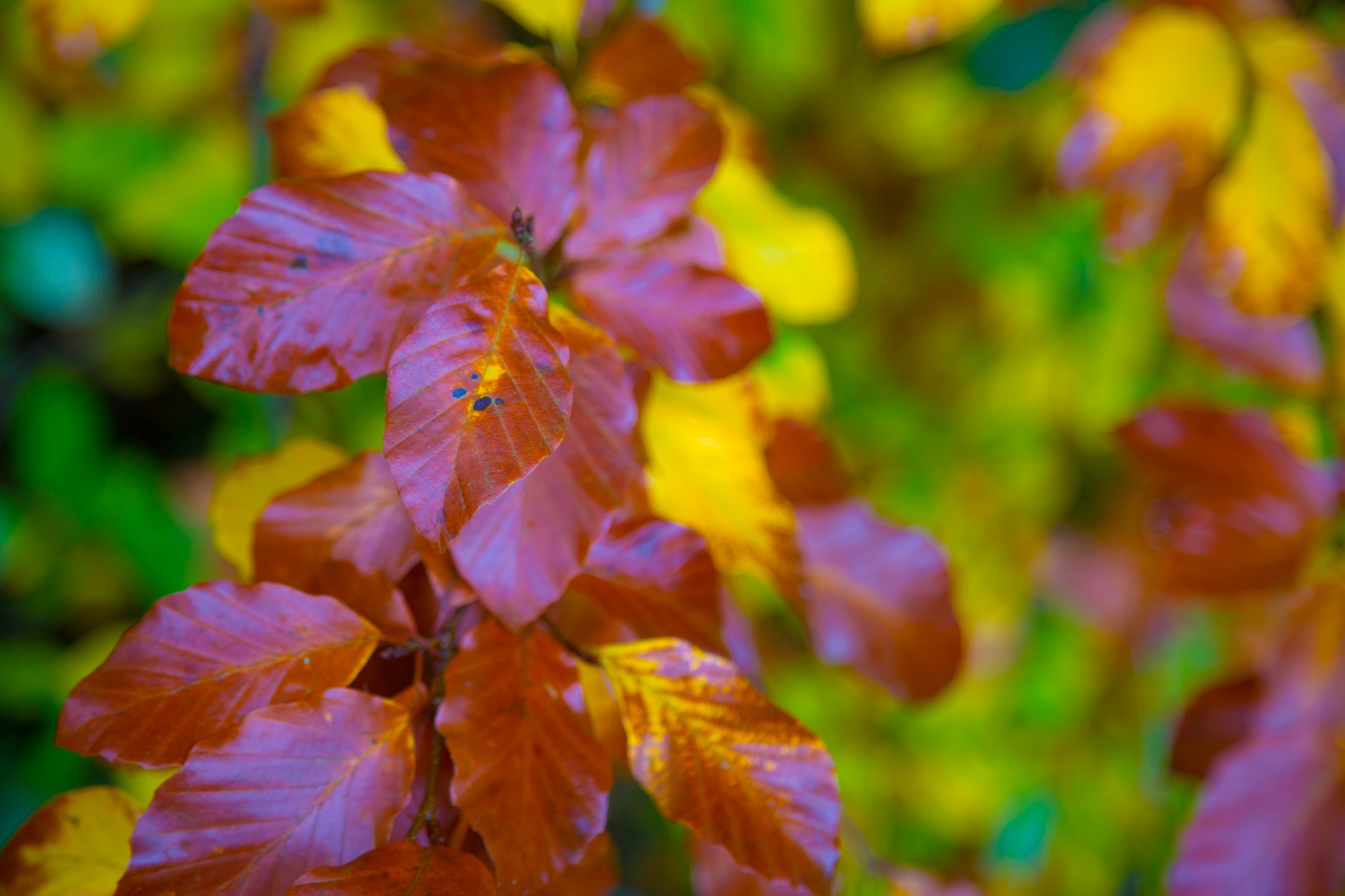 autumn green leaf free photo