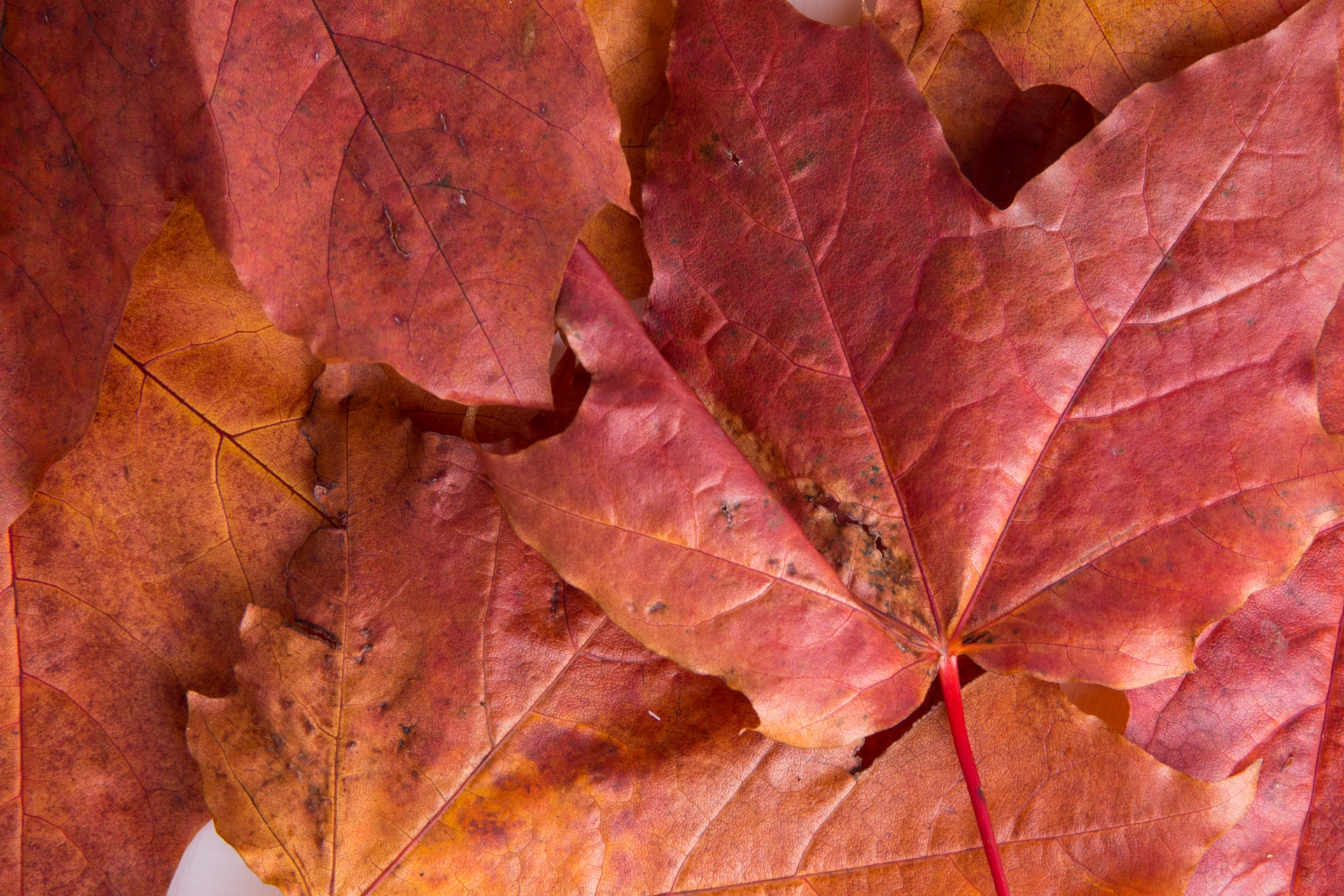 autumn green leaf free photo