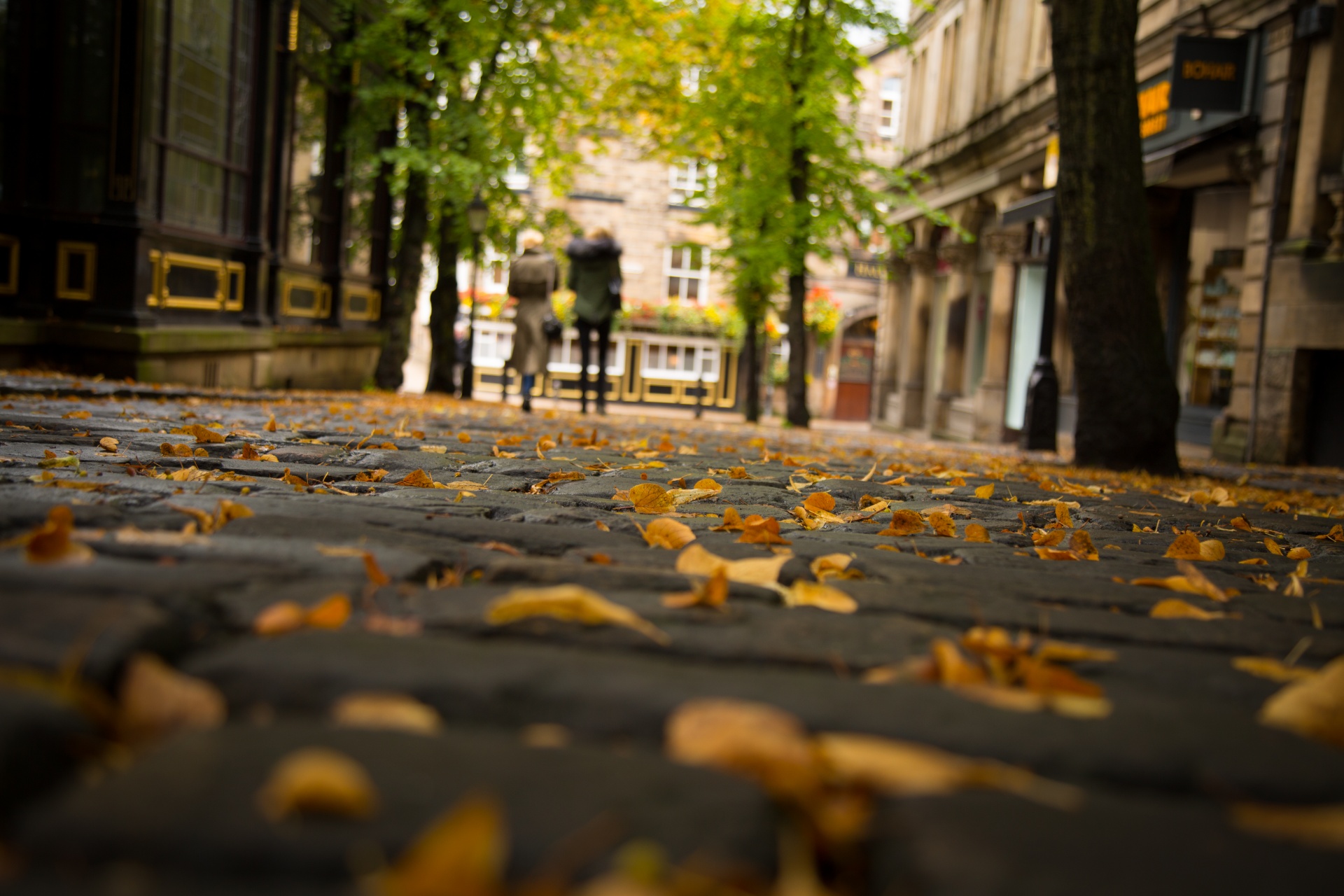 autumn green leaf free photo