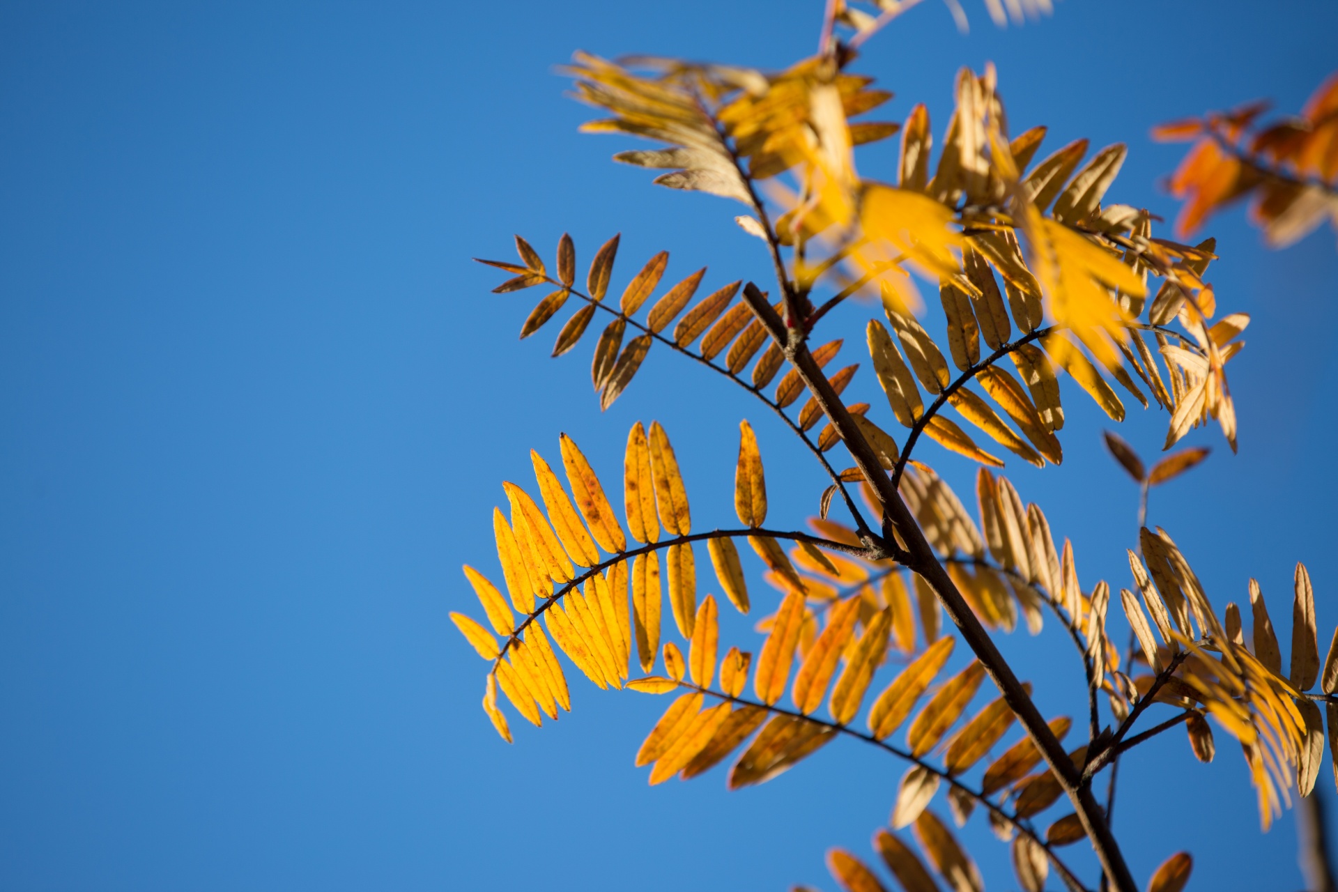 autumn green leaf free photo