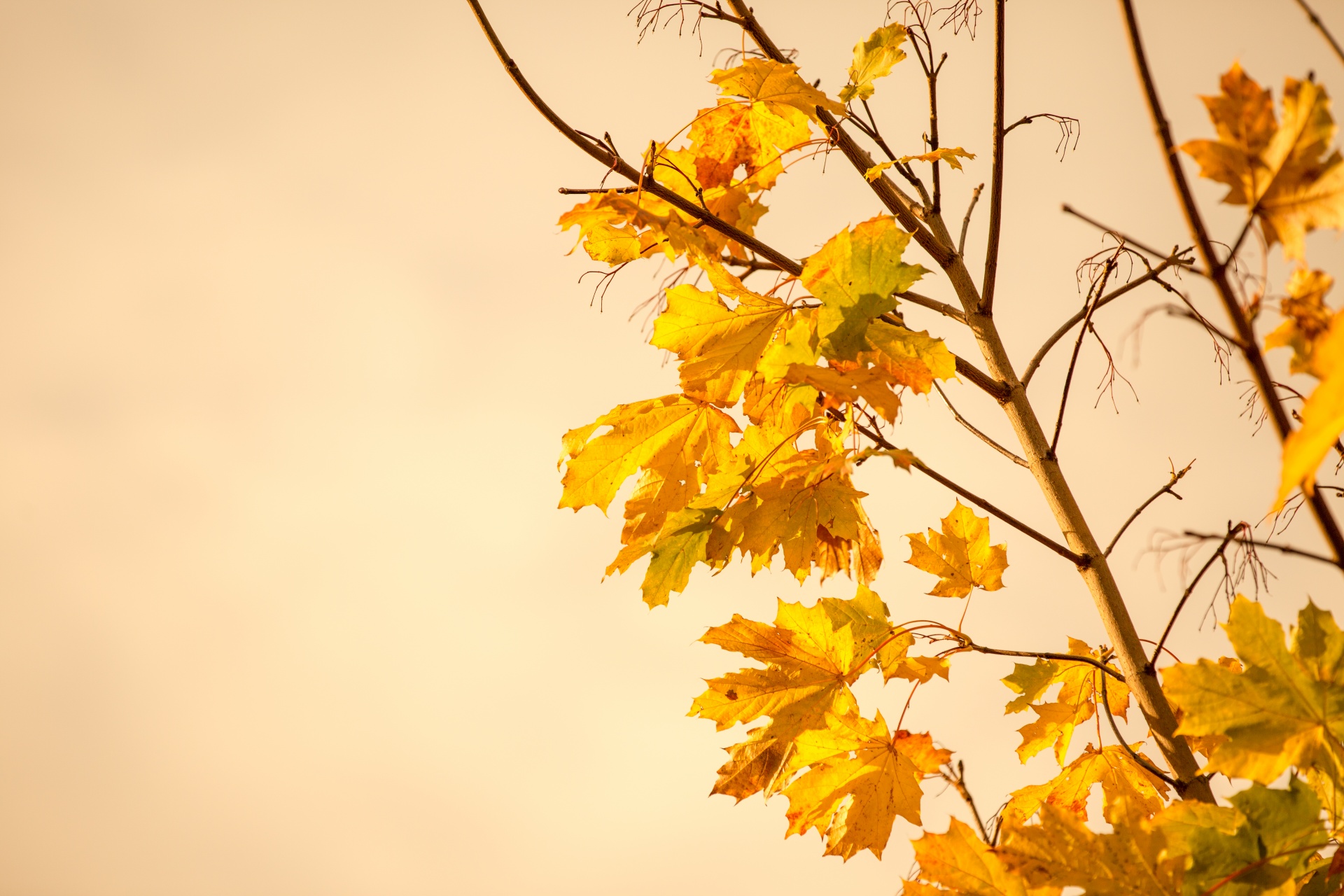 autumn blue grass free photo