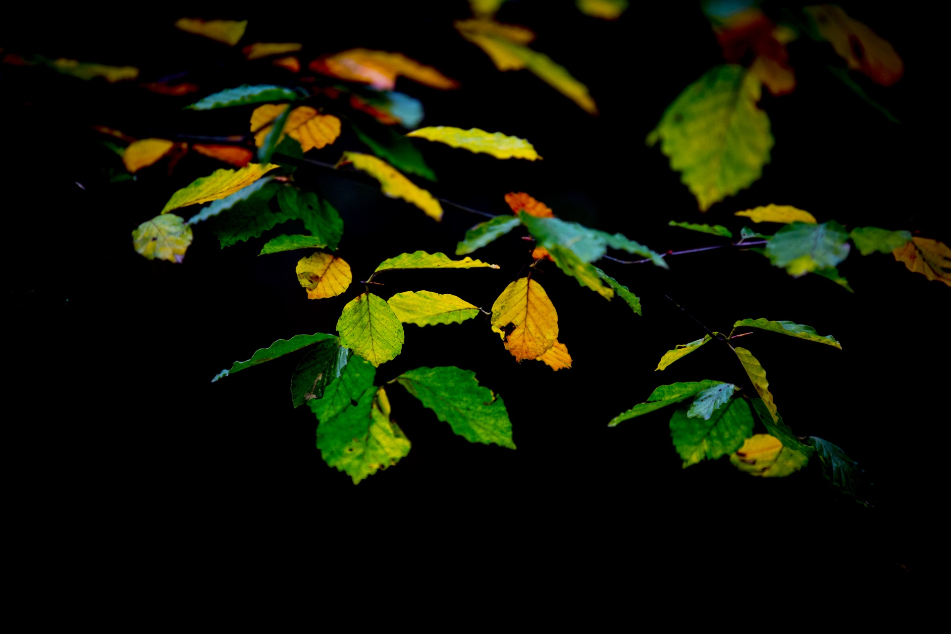 autumn leaf leaves free photo