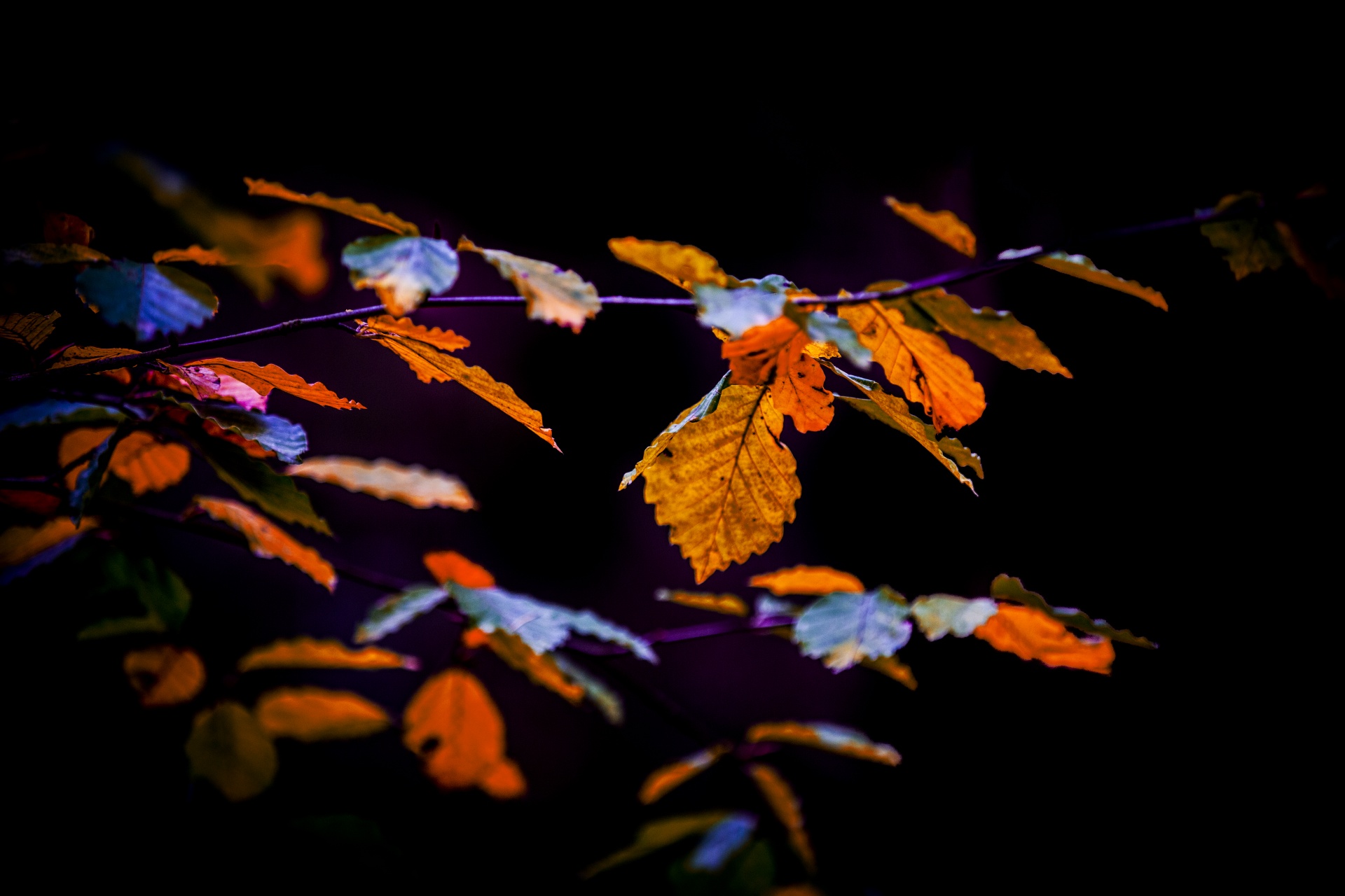 autumn leaf leaves free photo