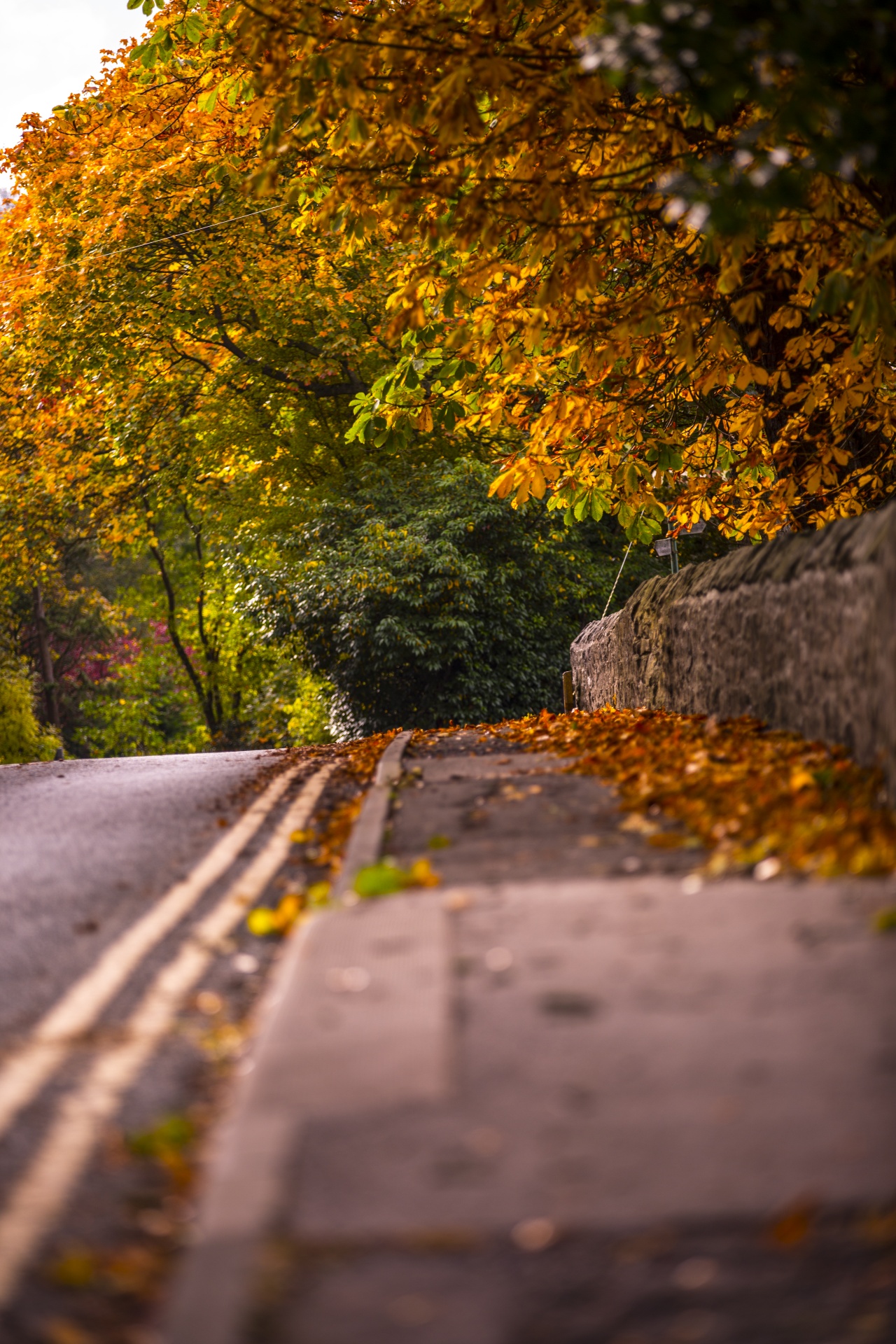 autumn leaf leaves free photo