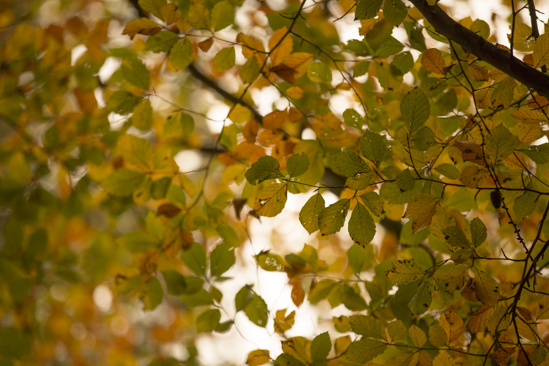 autumn leaf leaves free photo