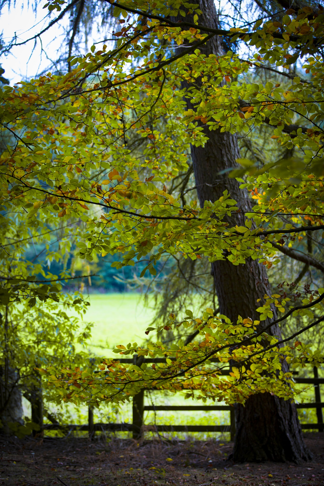 autumn leaf leaves free photo