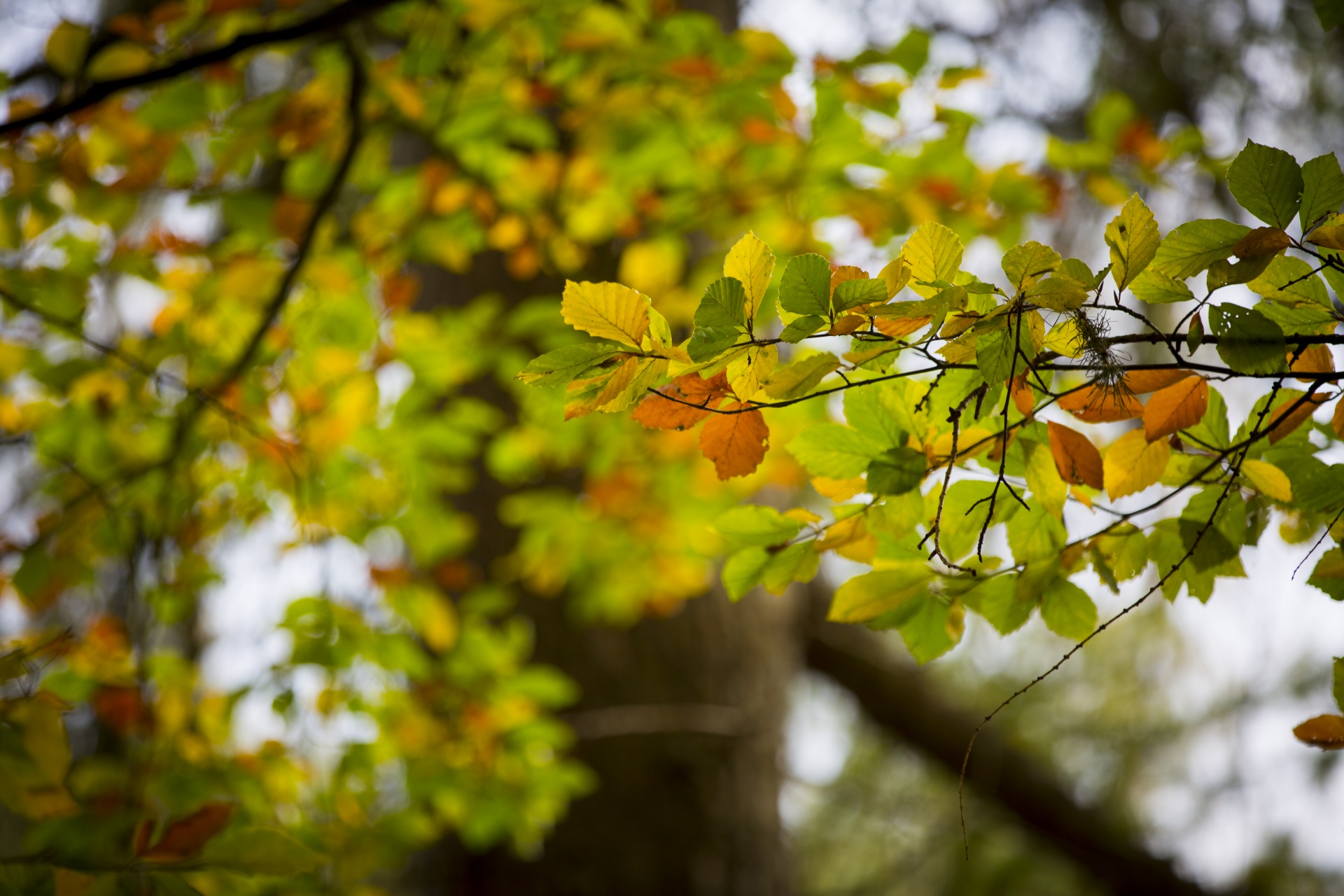 autumn leaf leaves free photo