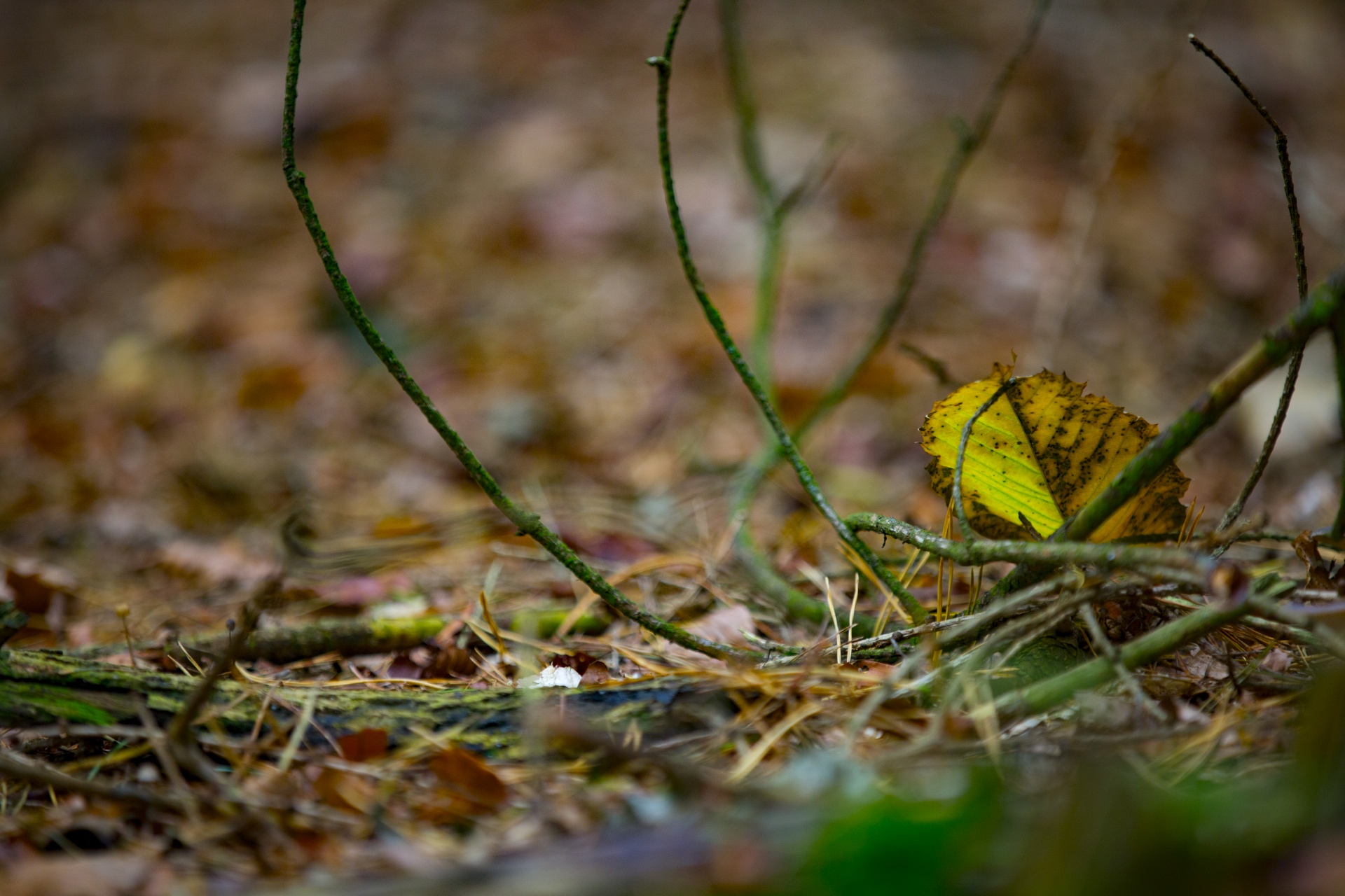 autumn leaf leaves free photo