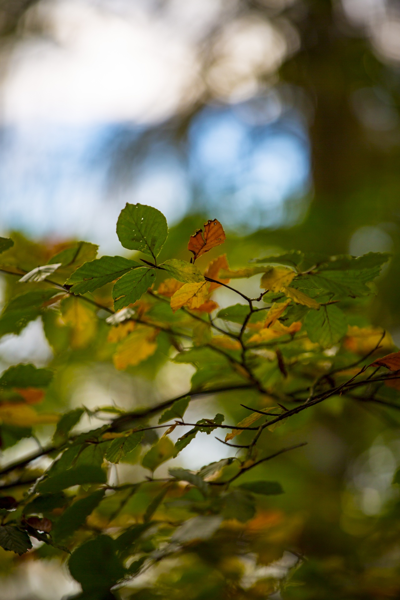 autumn leaf leaves free photo