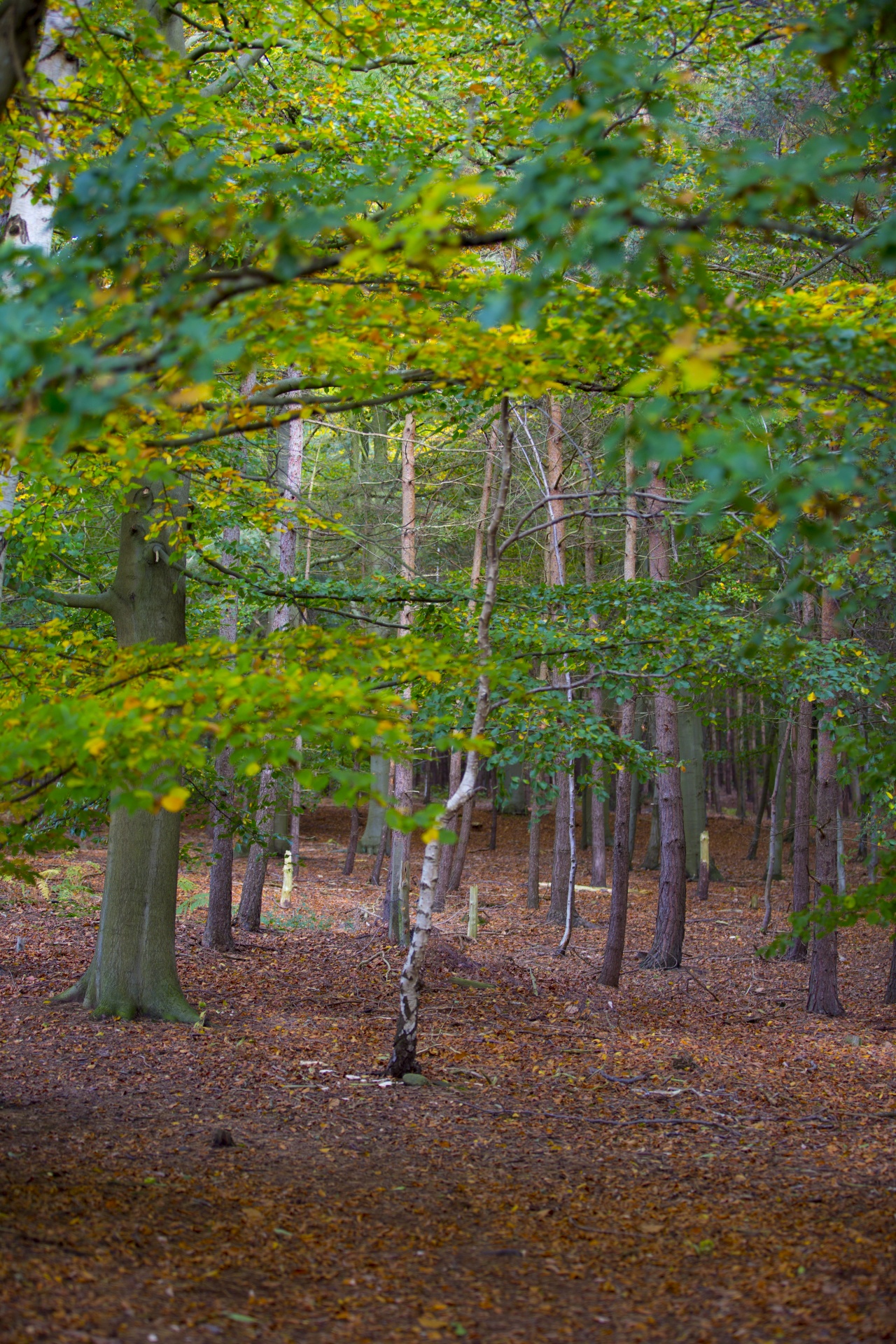 autumn leaf leaves free photo