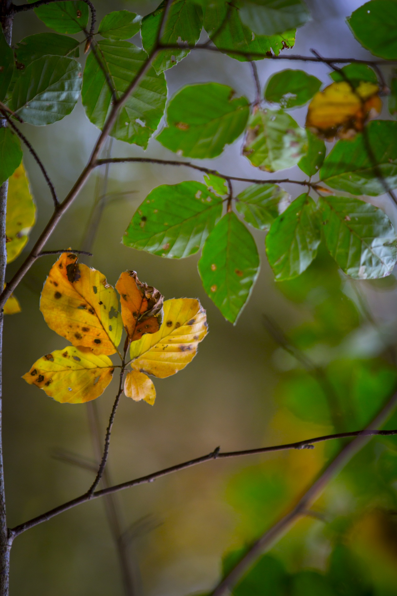 autumn leaf leaves free photo