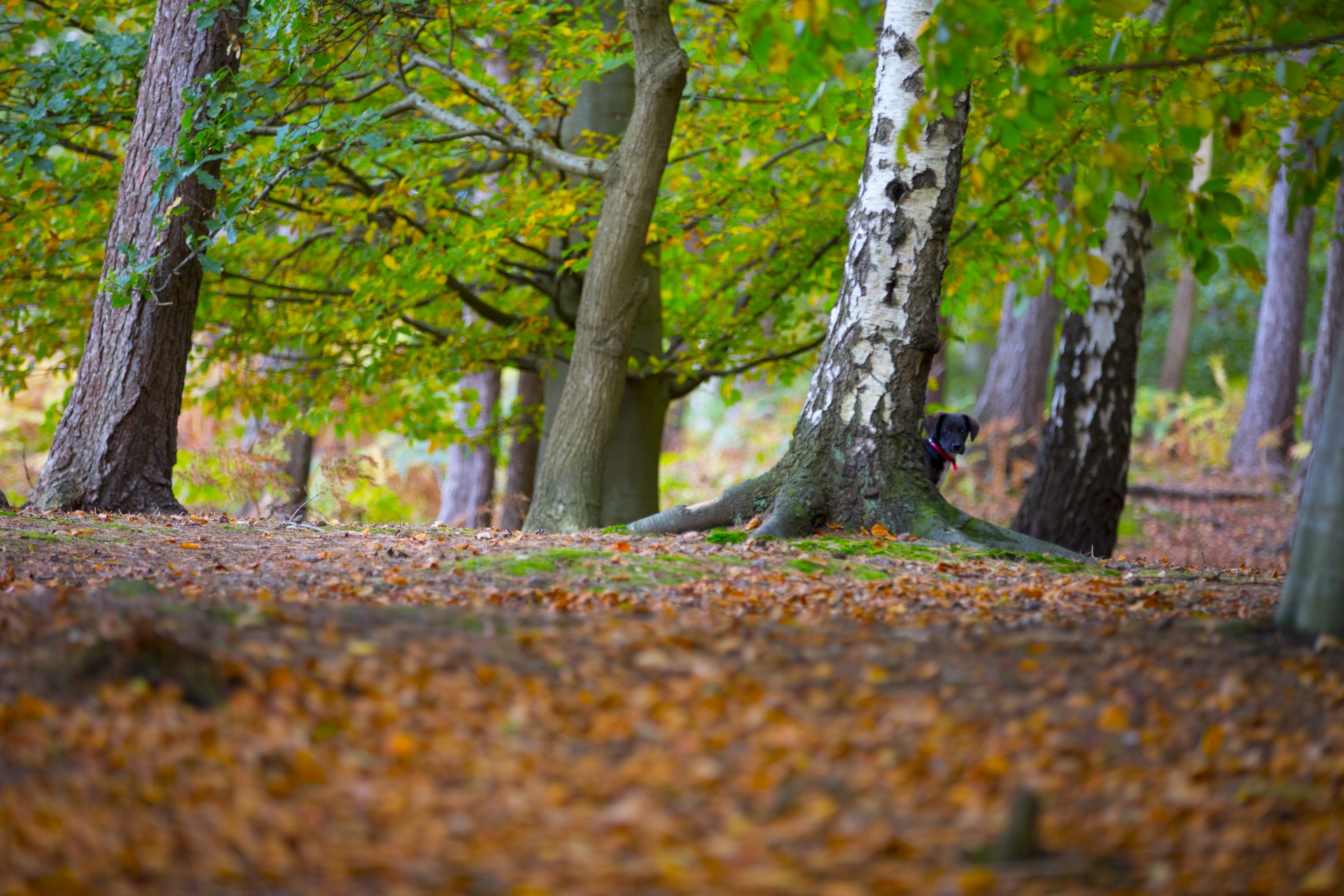 autumn leaf leaves free photo