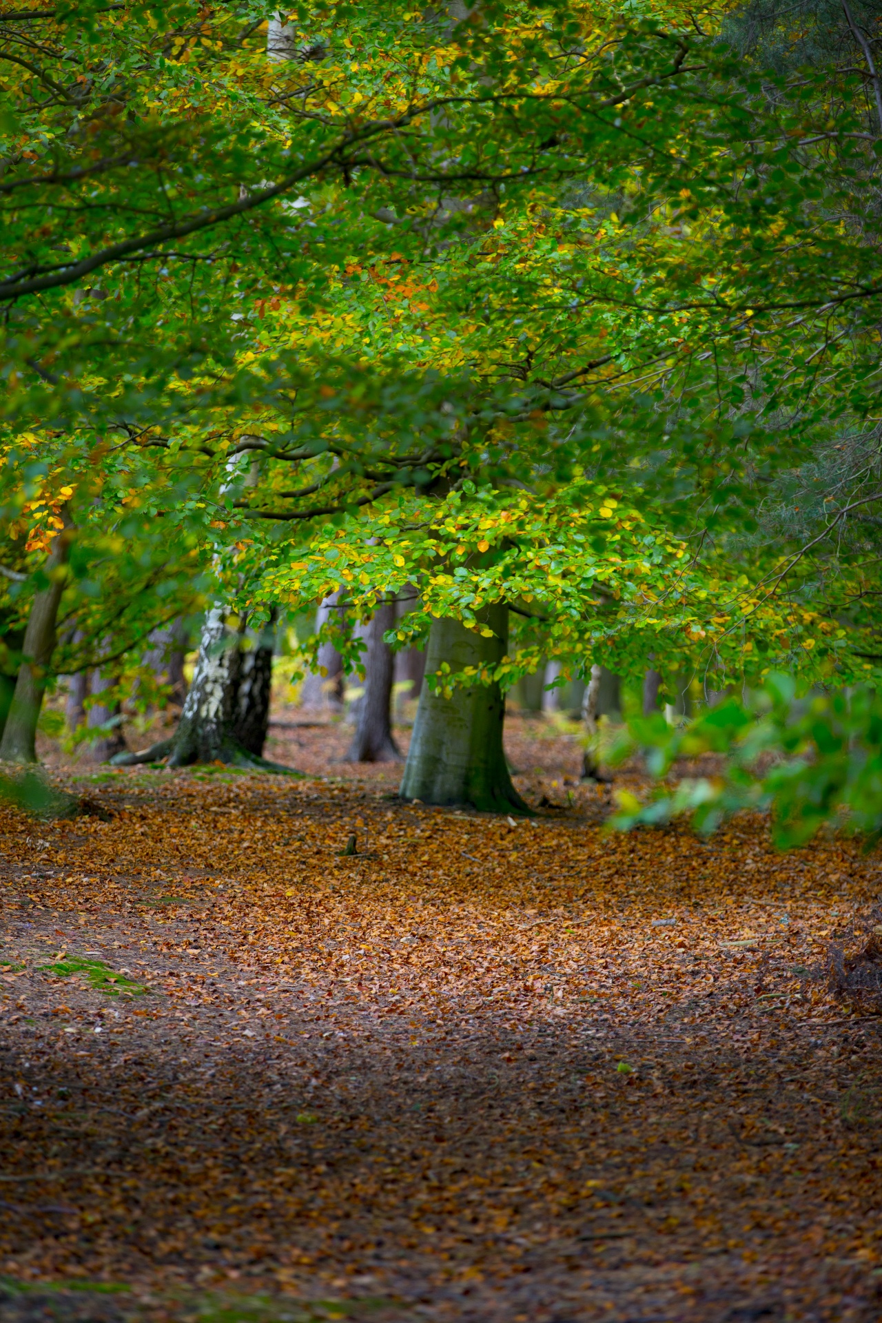 autumn leaf leaves free photo