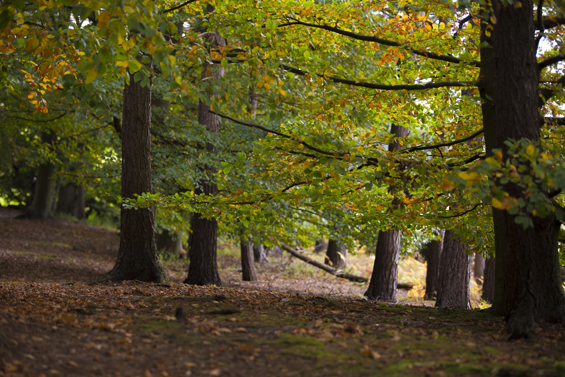 autumn leaf leaves free photo