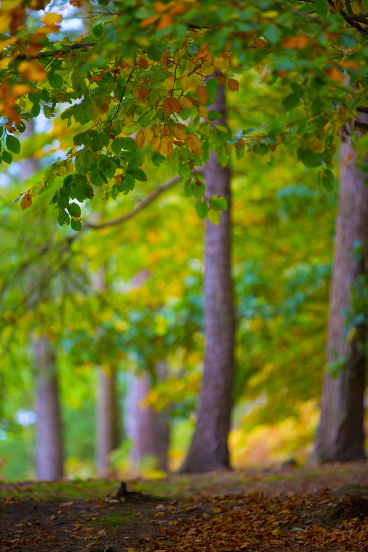 autumn leaf leaves free photo