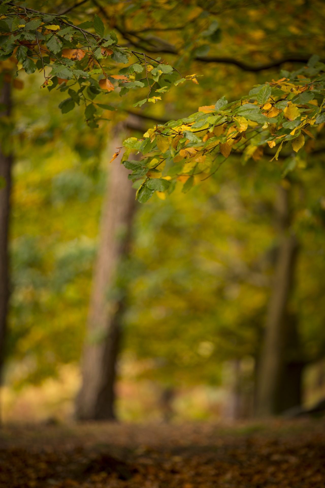 autumn leaf leaves free photo