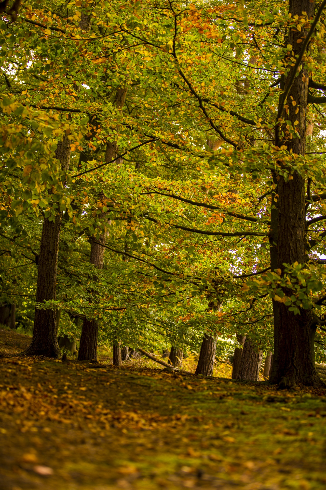 autumn leaf leaves free photo