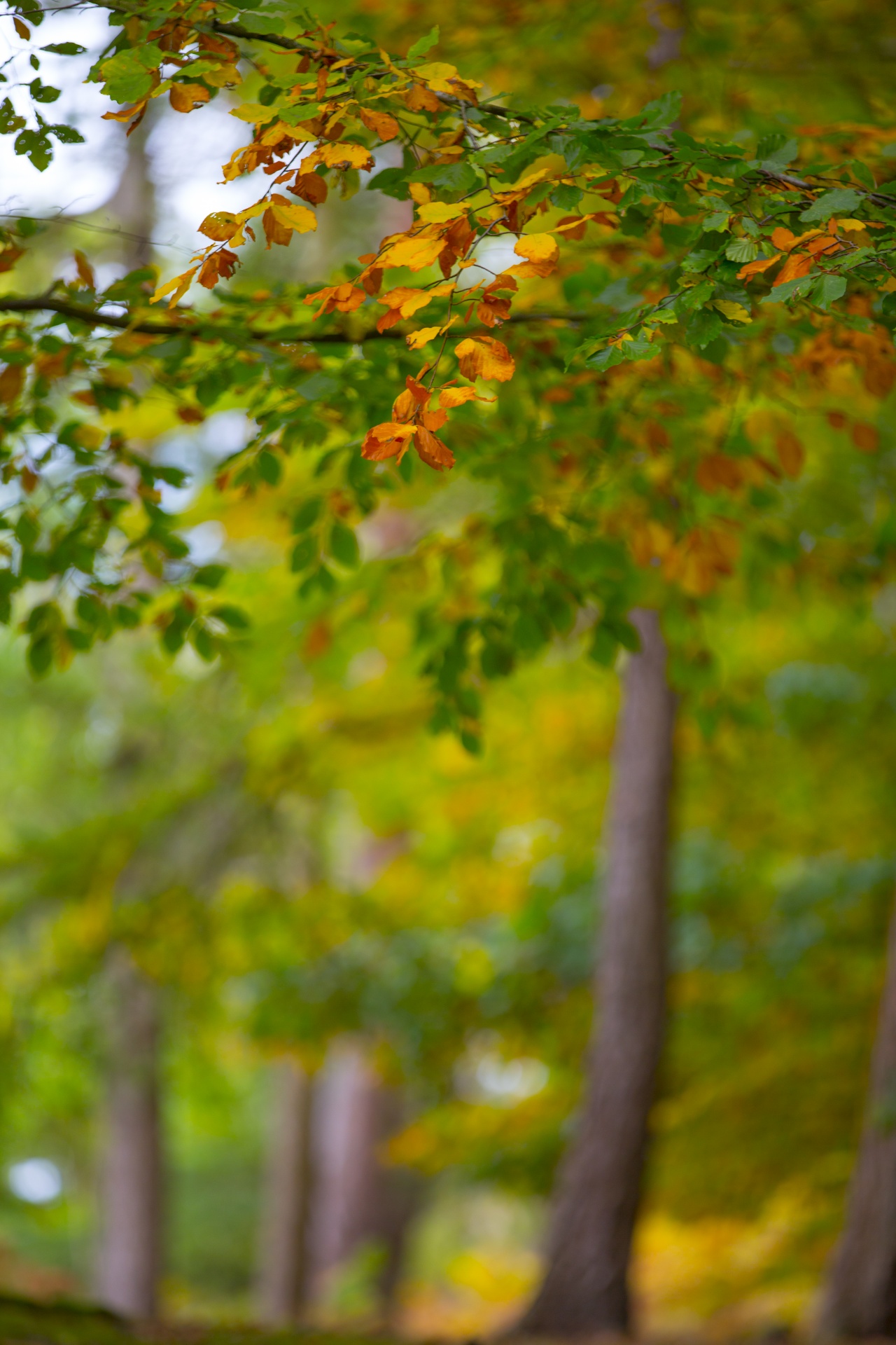 autumn leaf leaves free photo